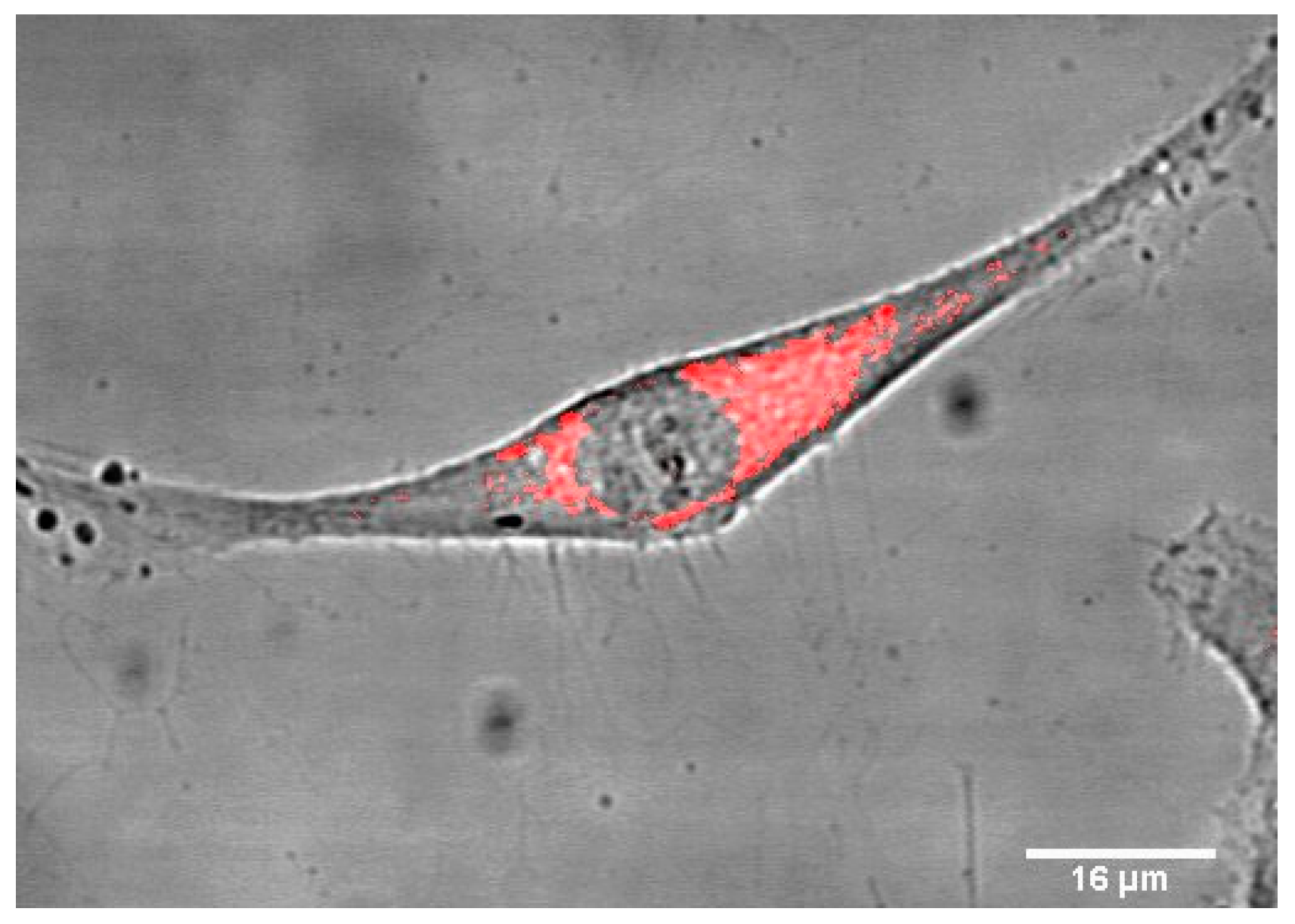 Ijms 20 04618 g006 Ijms 20 04618 g006