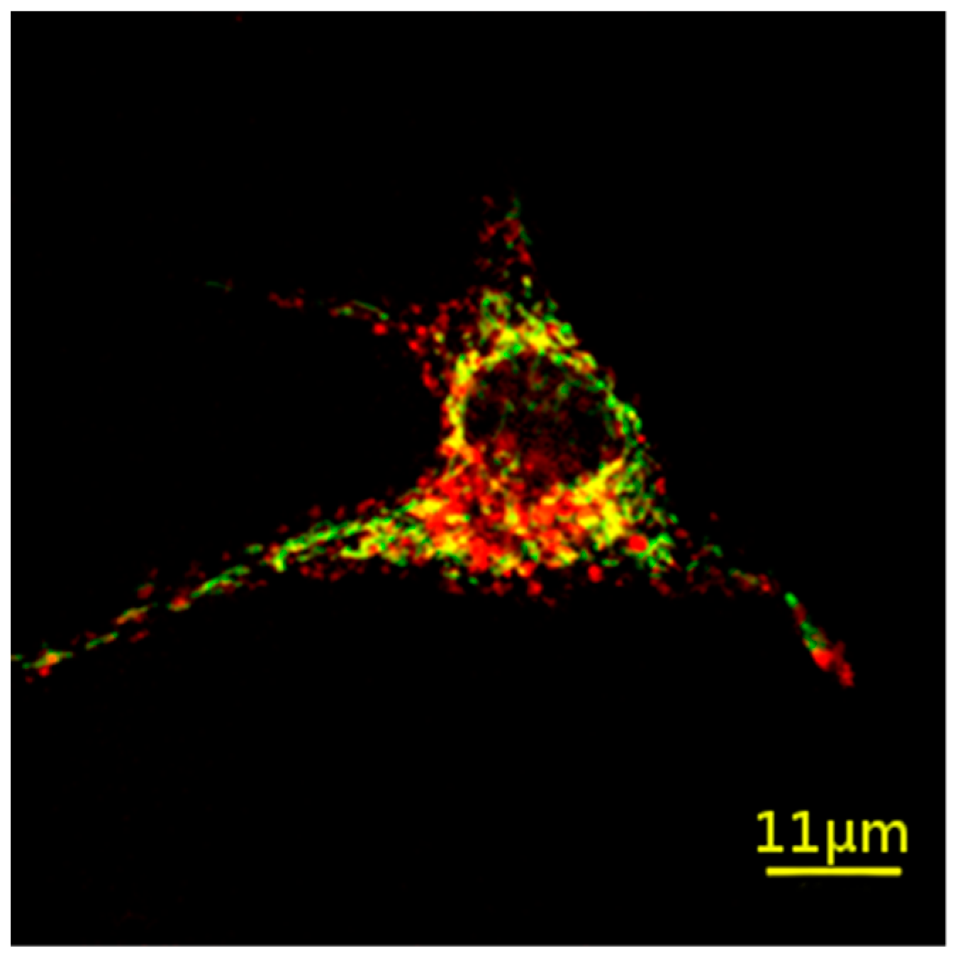 Ijms 20 04618 g008 Ijms 20 04618 g008