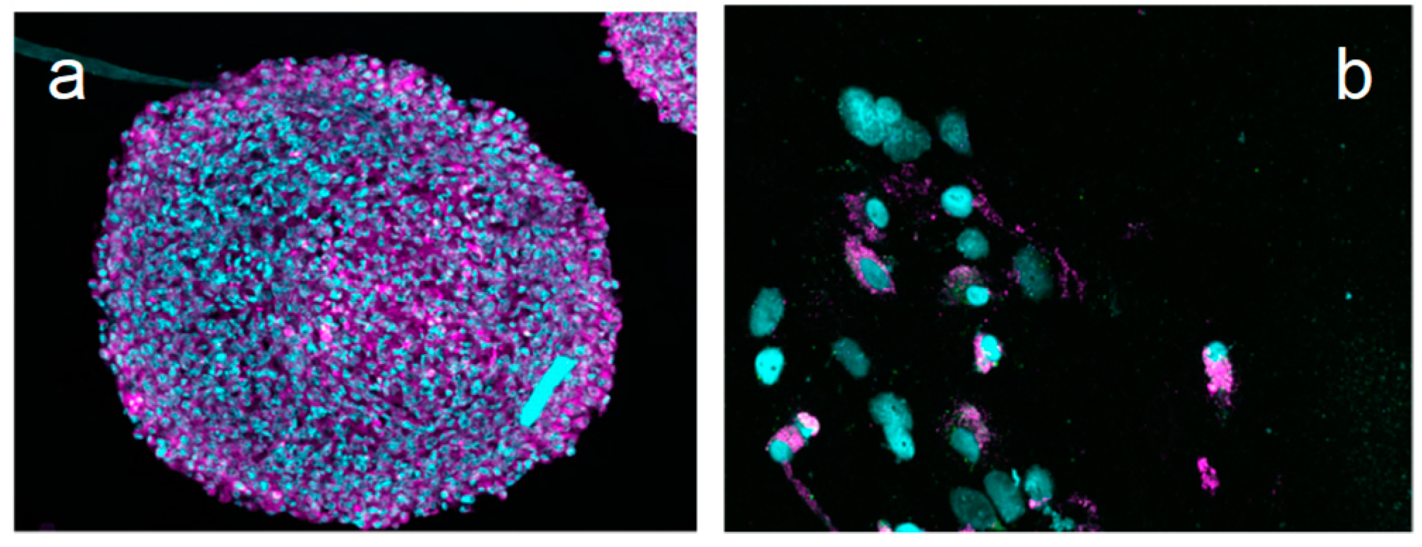 Ijms 20 04618 g009 Ijms 20 04618 g009