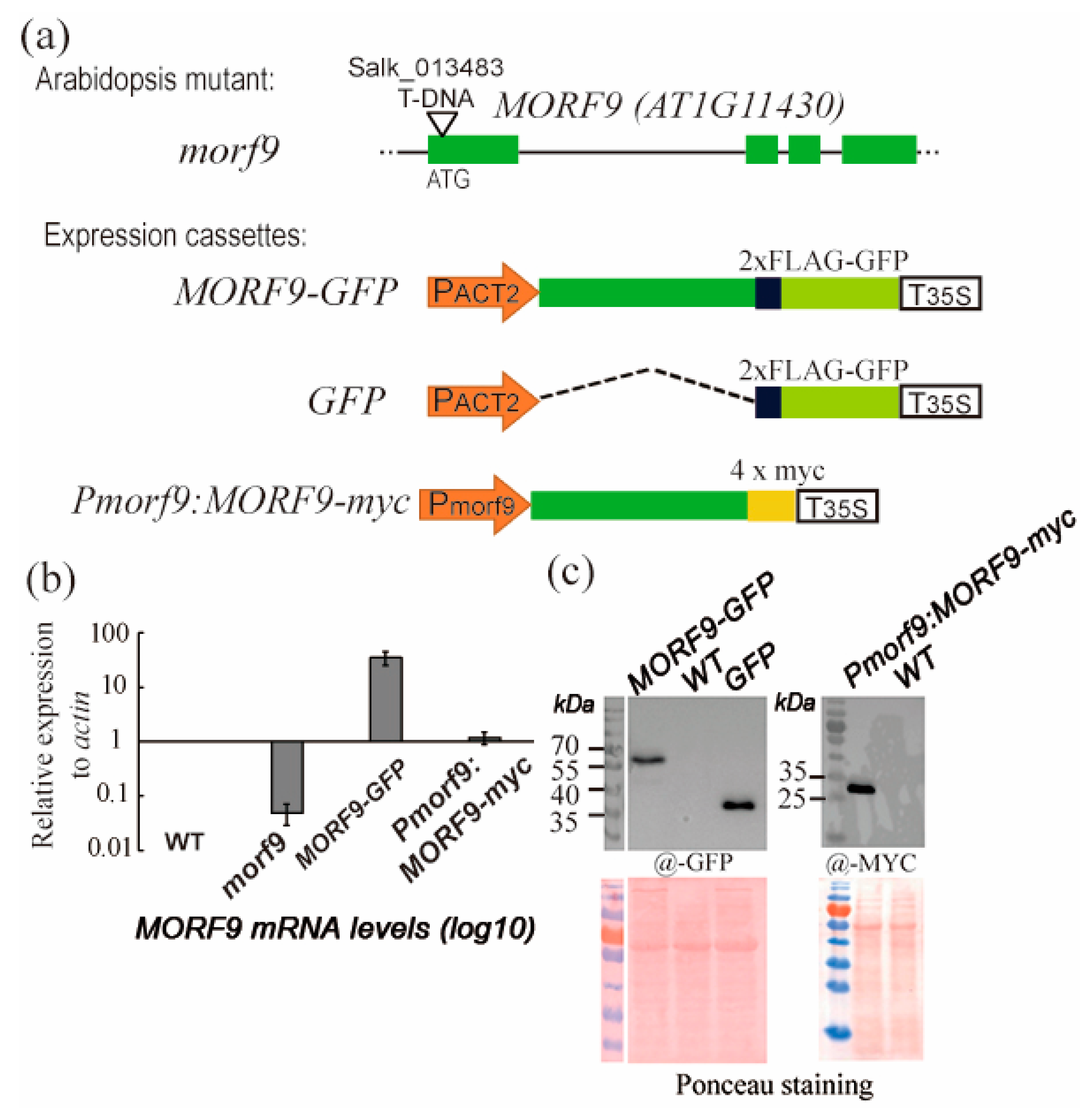 Ijms 20 04635 g001 Ijms 20 04635 g001