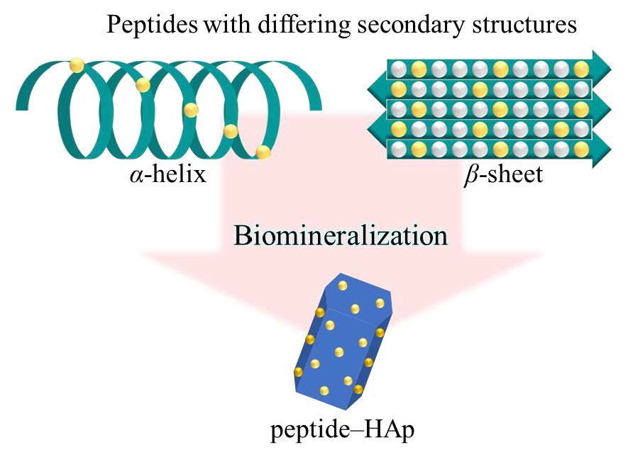 beta sheet peptide backbone