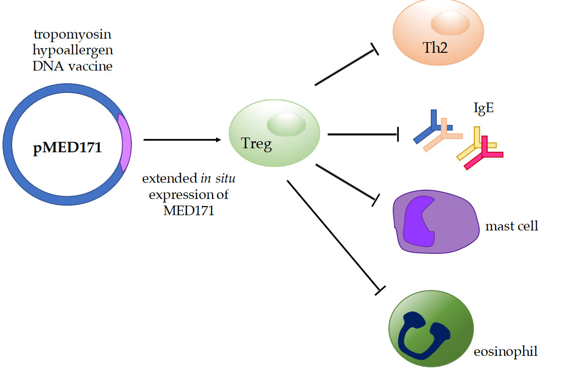 IJMS Free FullText Modulating Shrimp TropomyosinMediated Allergy