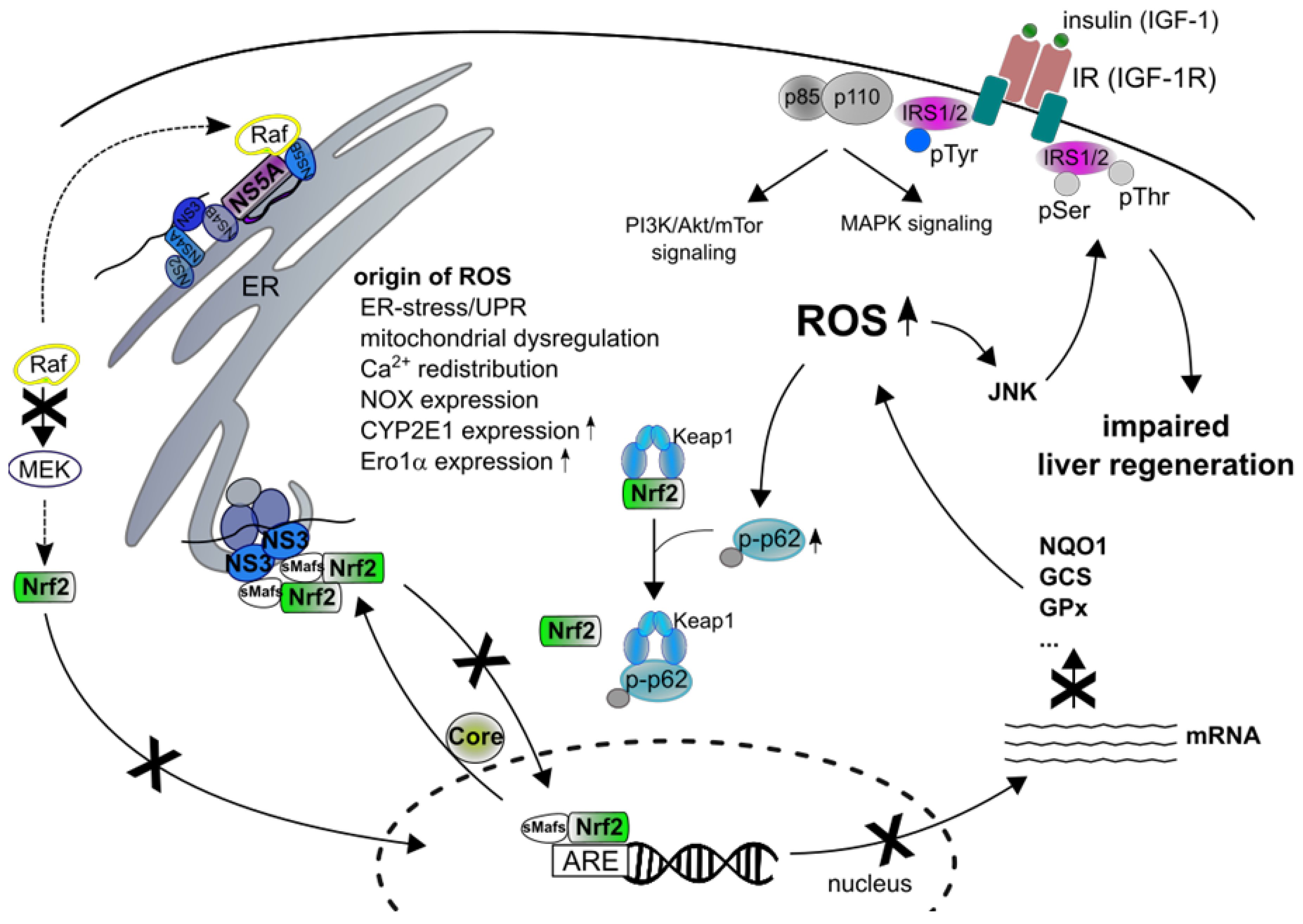 Ijms Free Full Text Effect Of Hepatitis Viruses On The Nrf2 Keap1 Signaling Pathway And Its Impact On Viral Replication And Pathogenesis Html