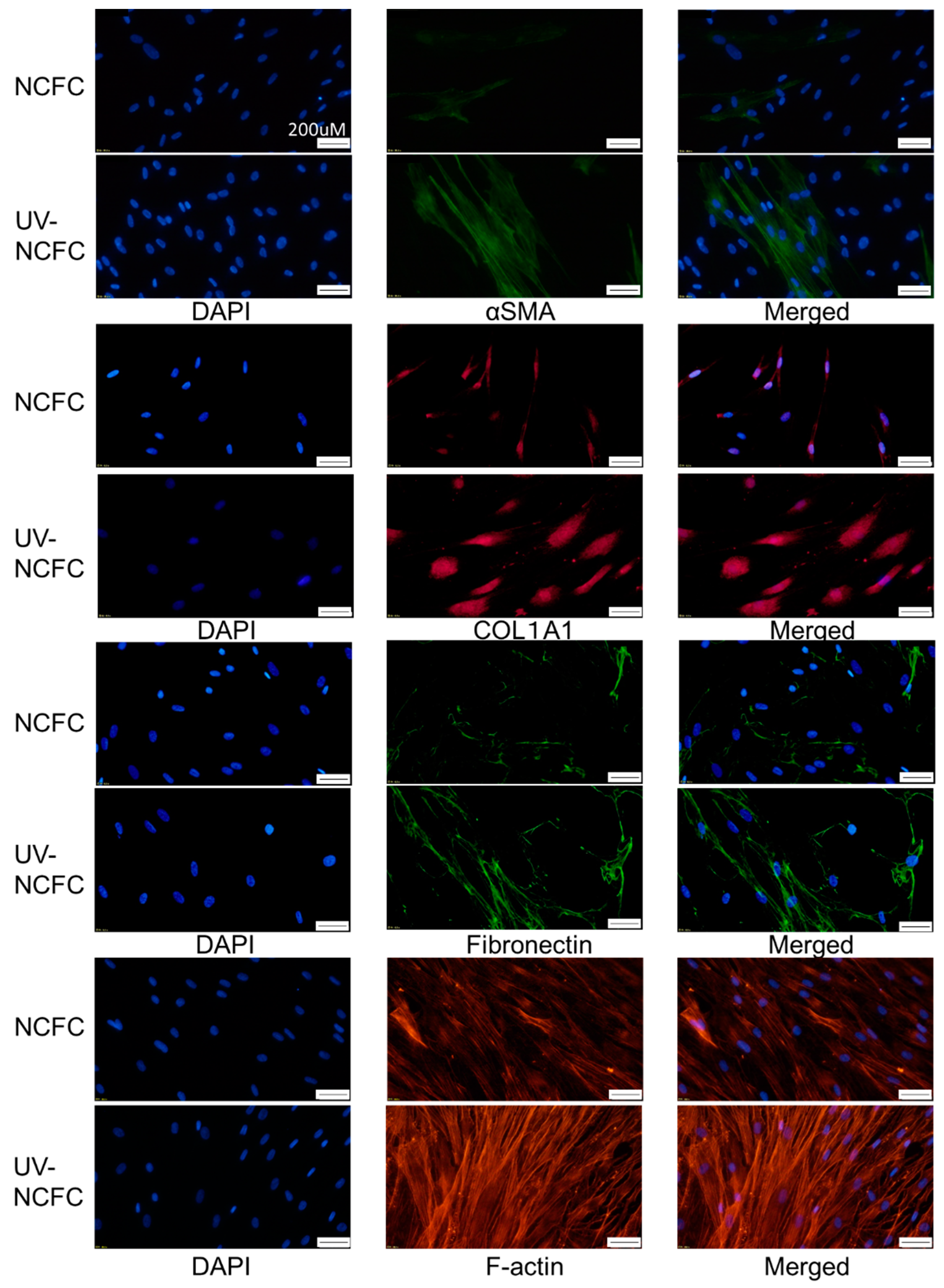Ijms 20 04670 g010 Ijms 20 04670 g010
