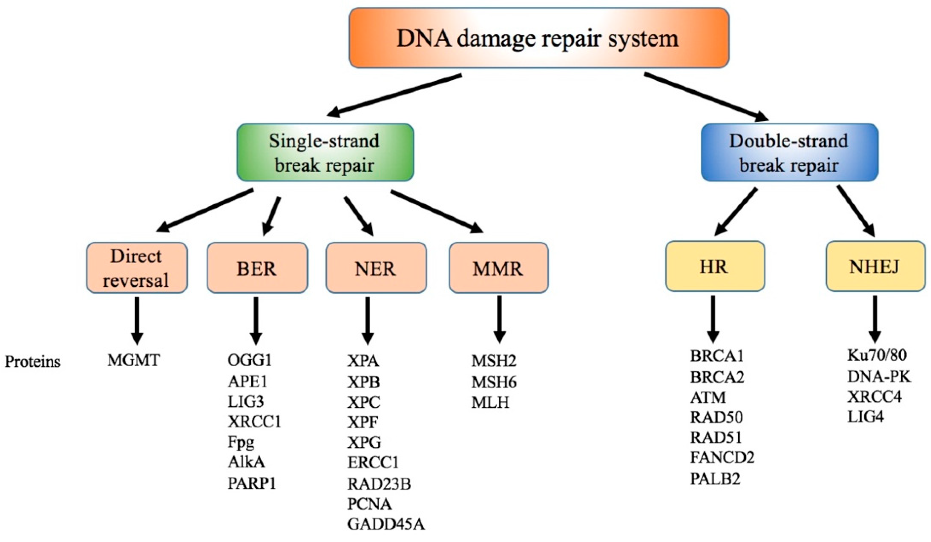 DNA repair systems