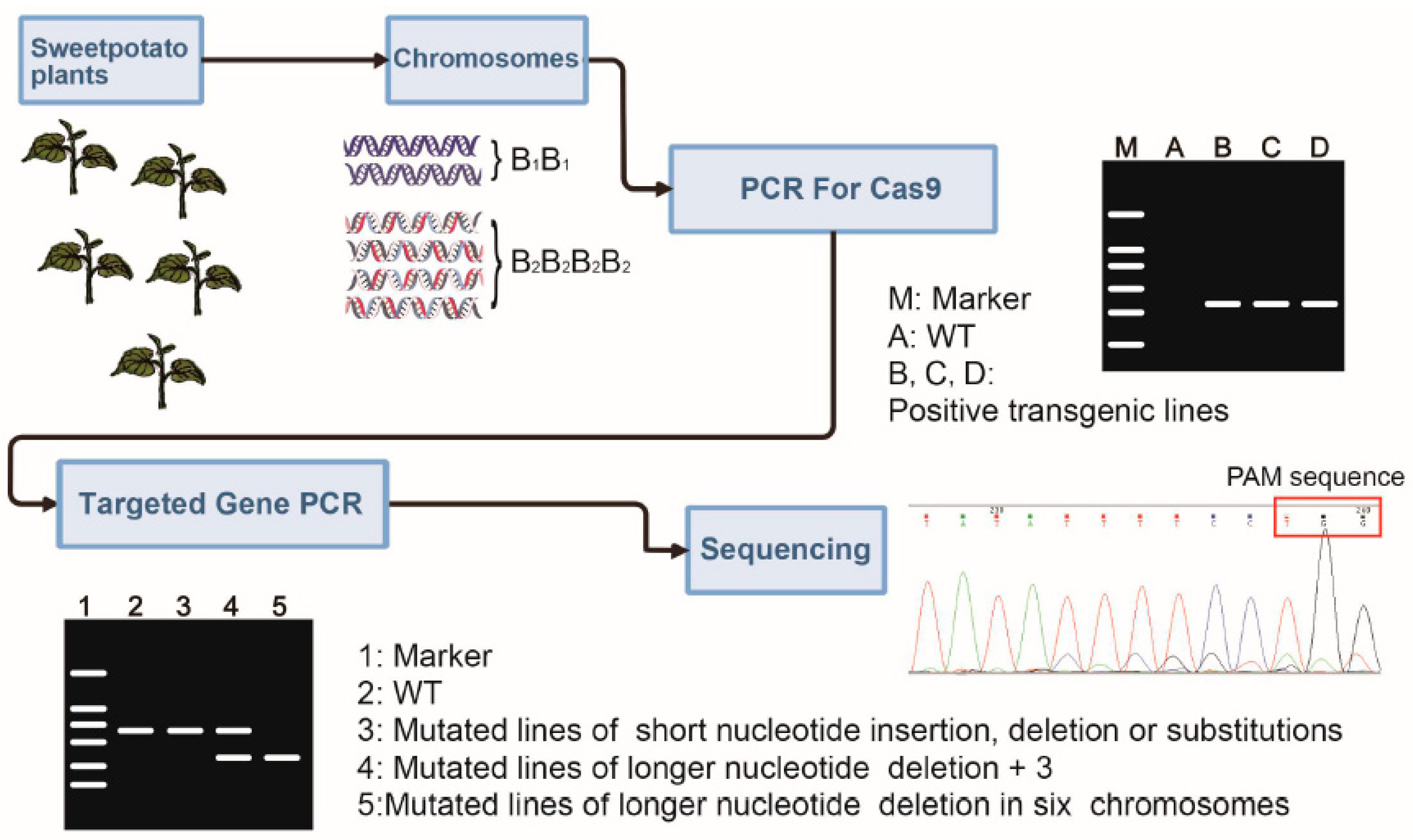Ijms 20 04702 g002 Ijms 20 04702 g002