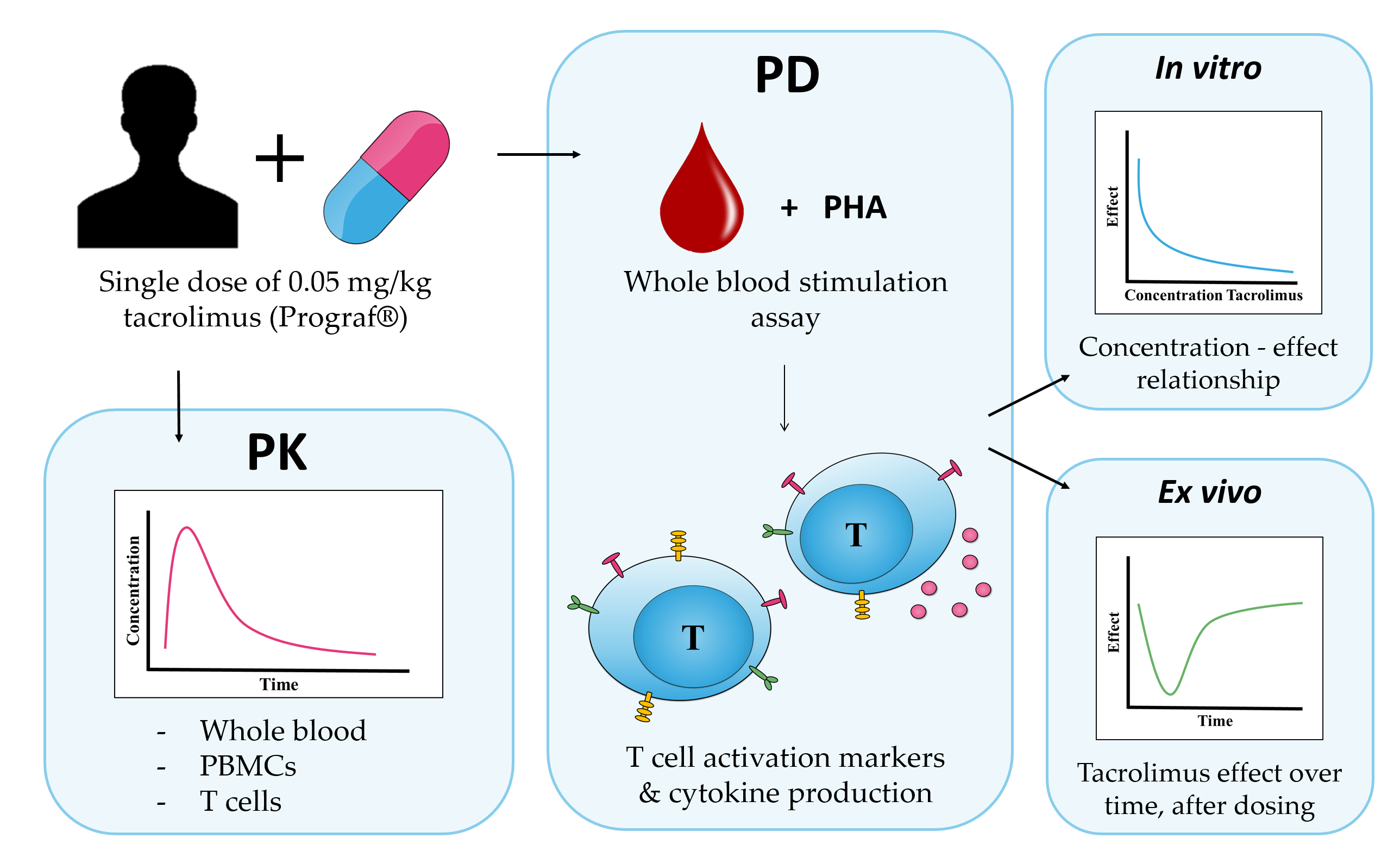 IJMS Free FullText Immunomonitoring of Tacrolimus in Healthy