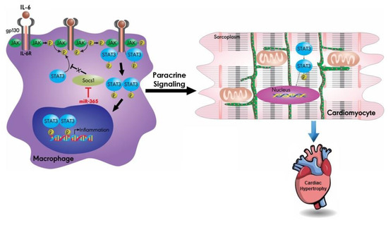 ℒ MicroRNAs in Cardiac Hypertrophy