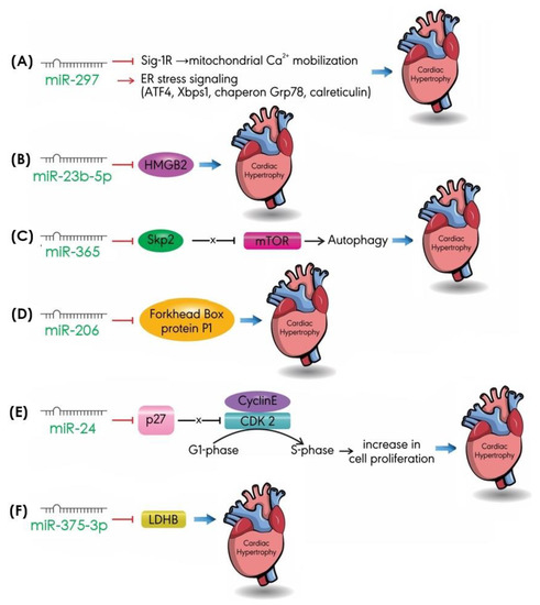 MicroRNAs in Cardiac Hypertrophy