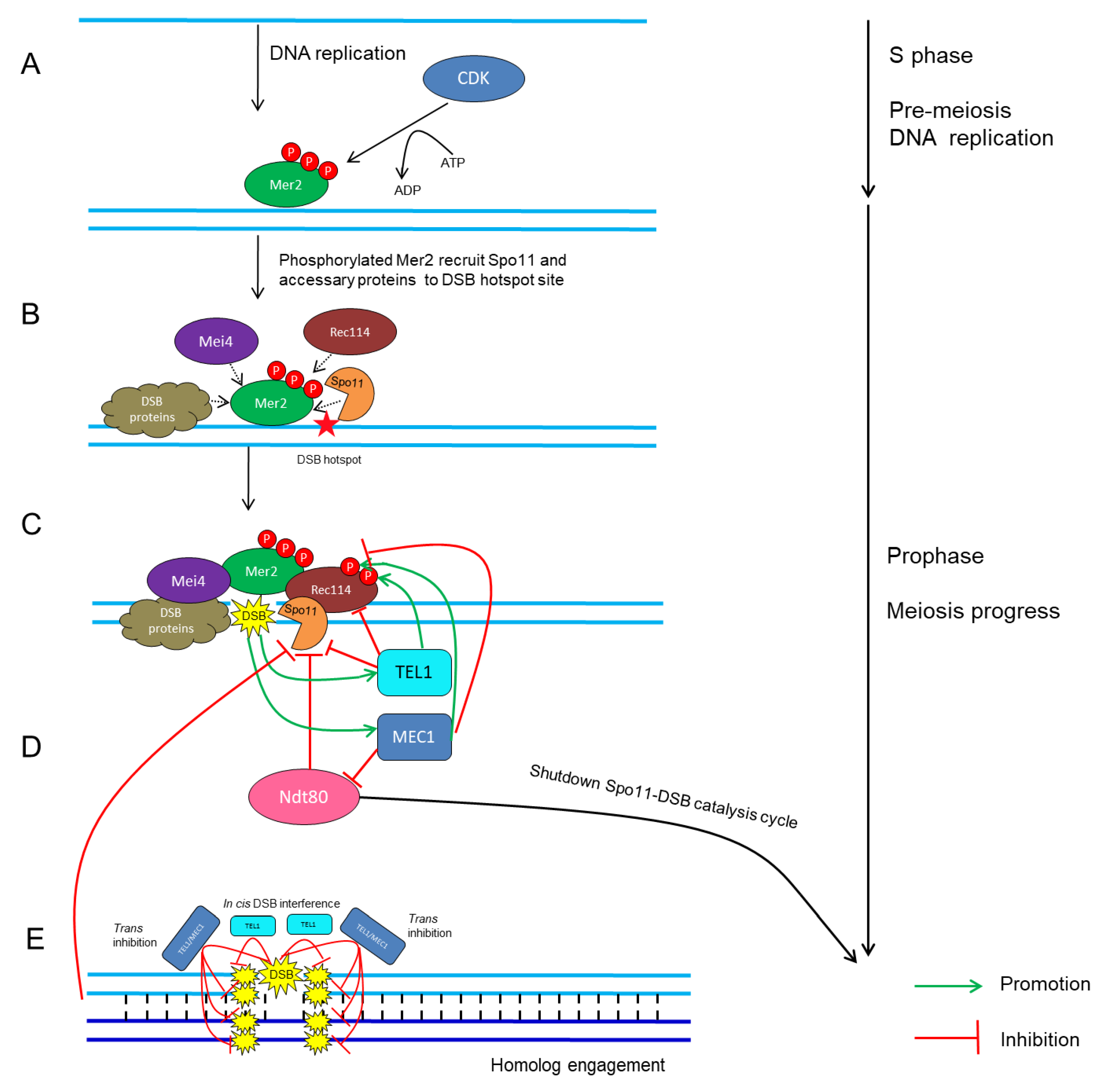 Meiotic Recombination Biology Diagrams