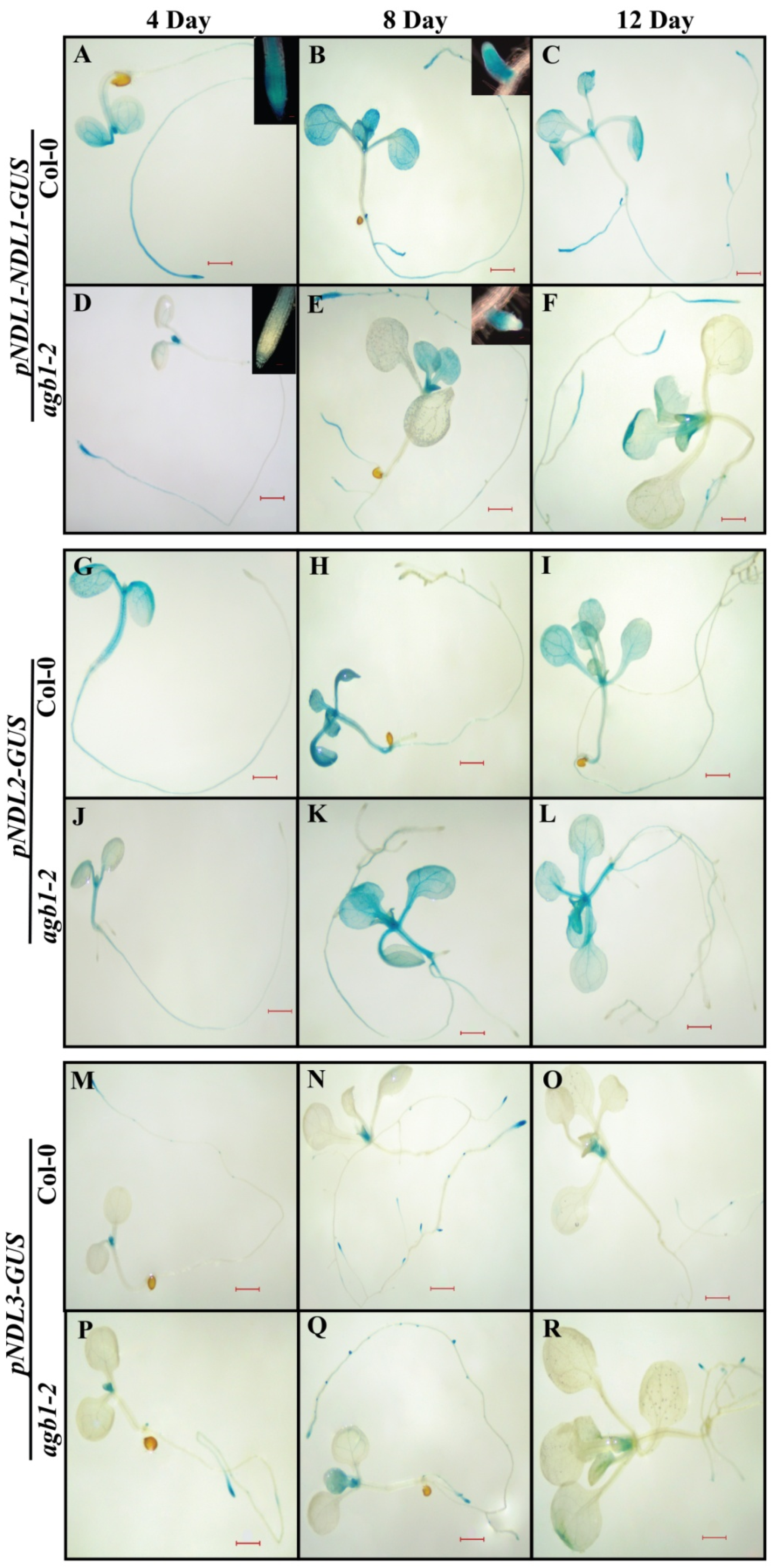 Ijms 20 04736 g003 Ijms 20 04736 g003