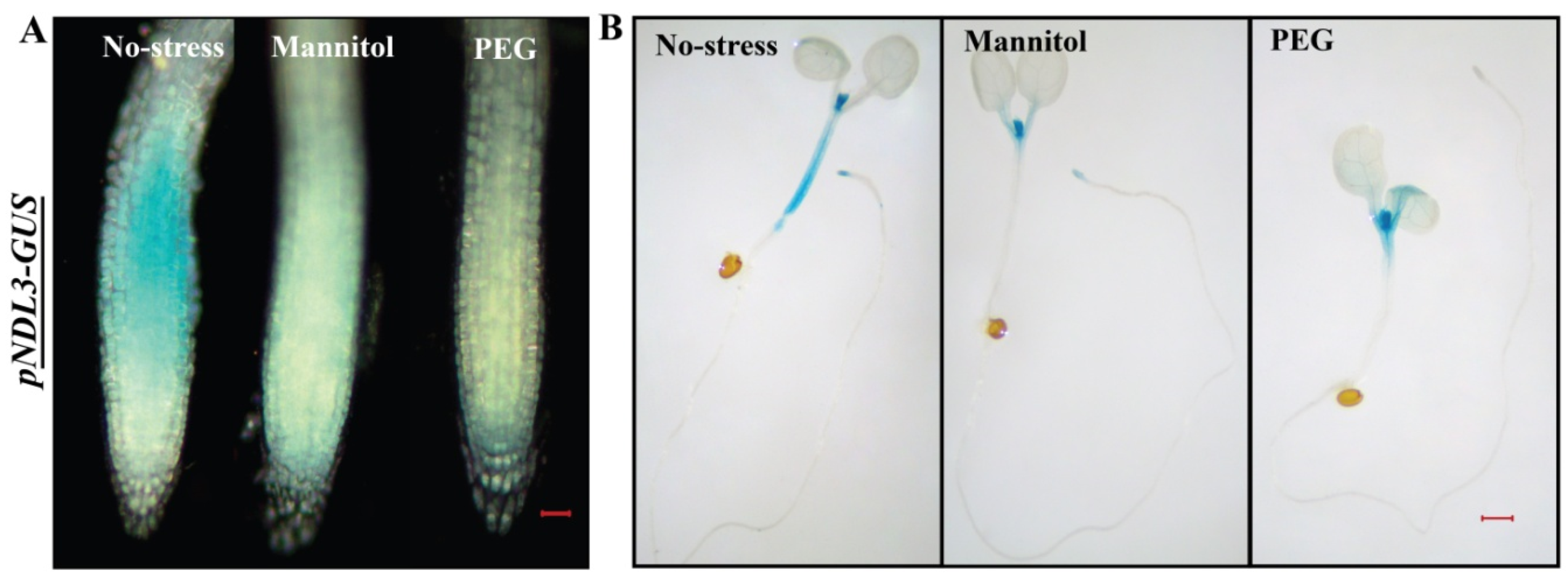 Ijms 20 04736 g007 Ijms 20 04736 g007