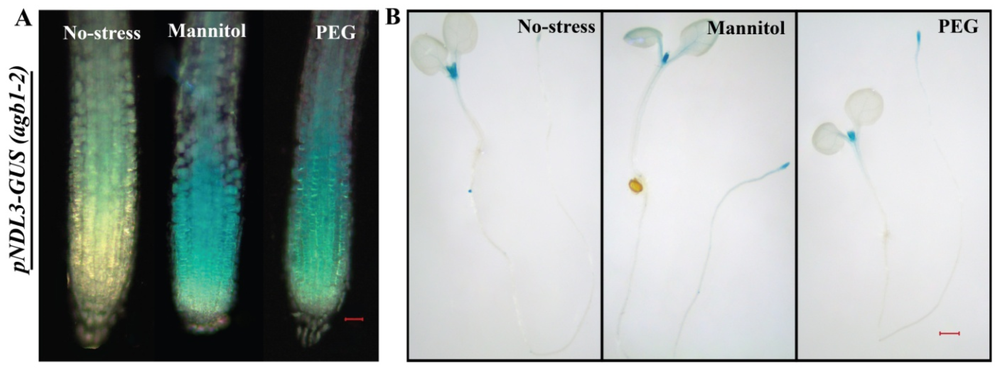 Ijms 20 04736 g009 Ijms 20 04736 g009