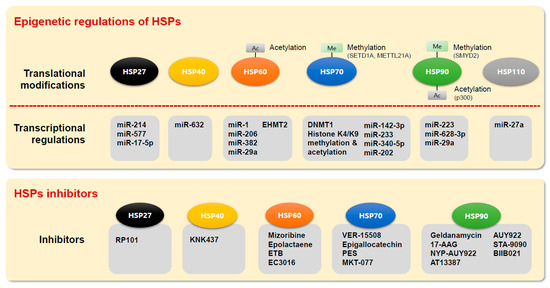 Epigenetic Alterations of Heat Shock Proteins (HSPs) in Cancer