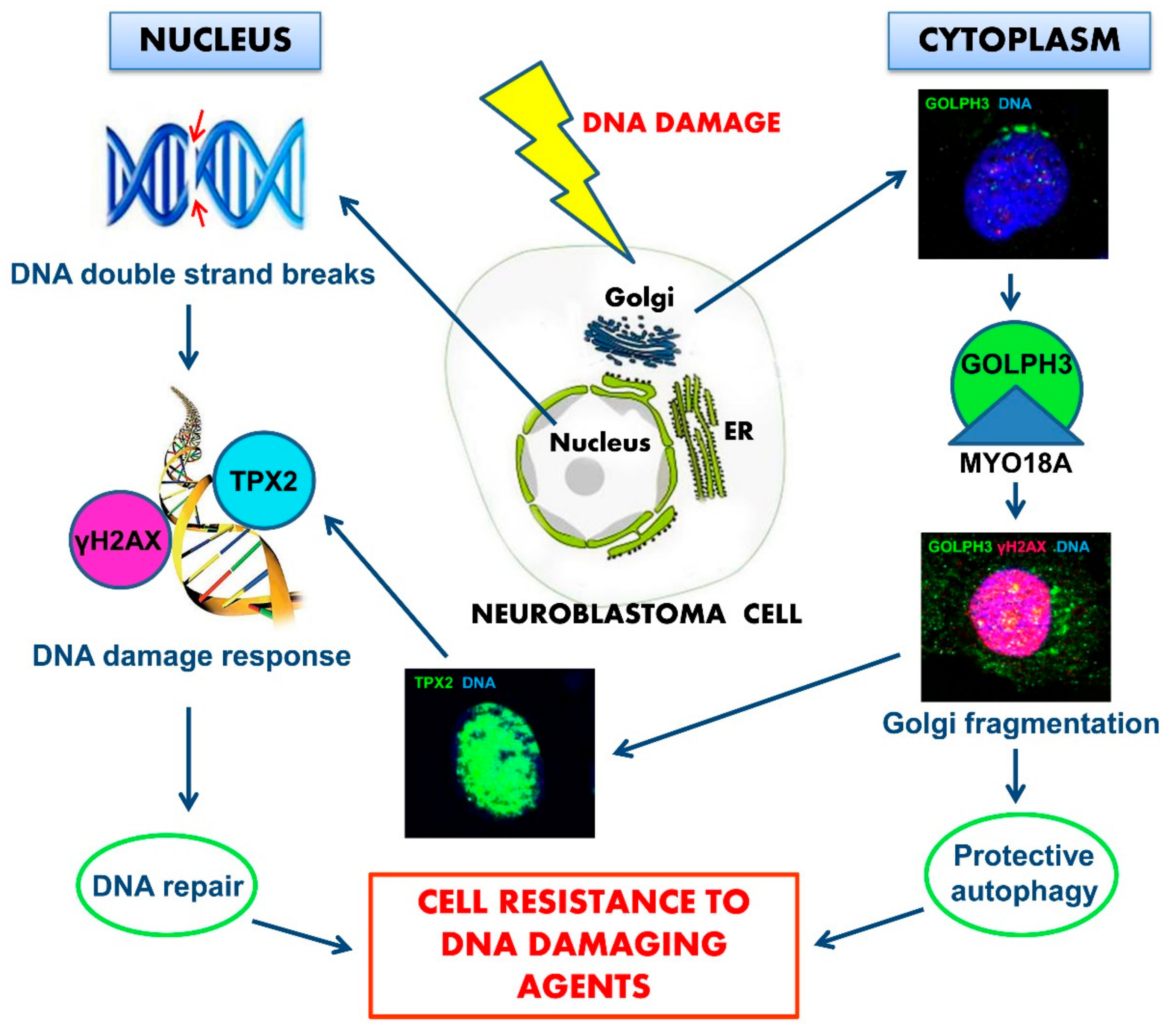 Ijms 20 04764 g010 Ijms 20 04764 g010