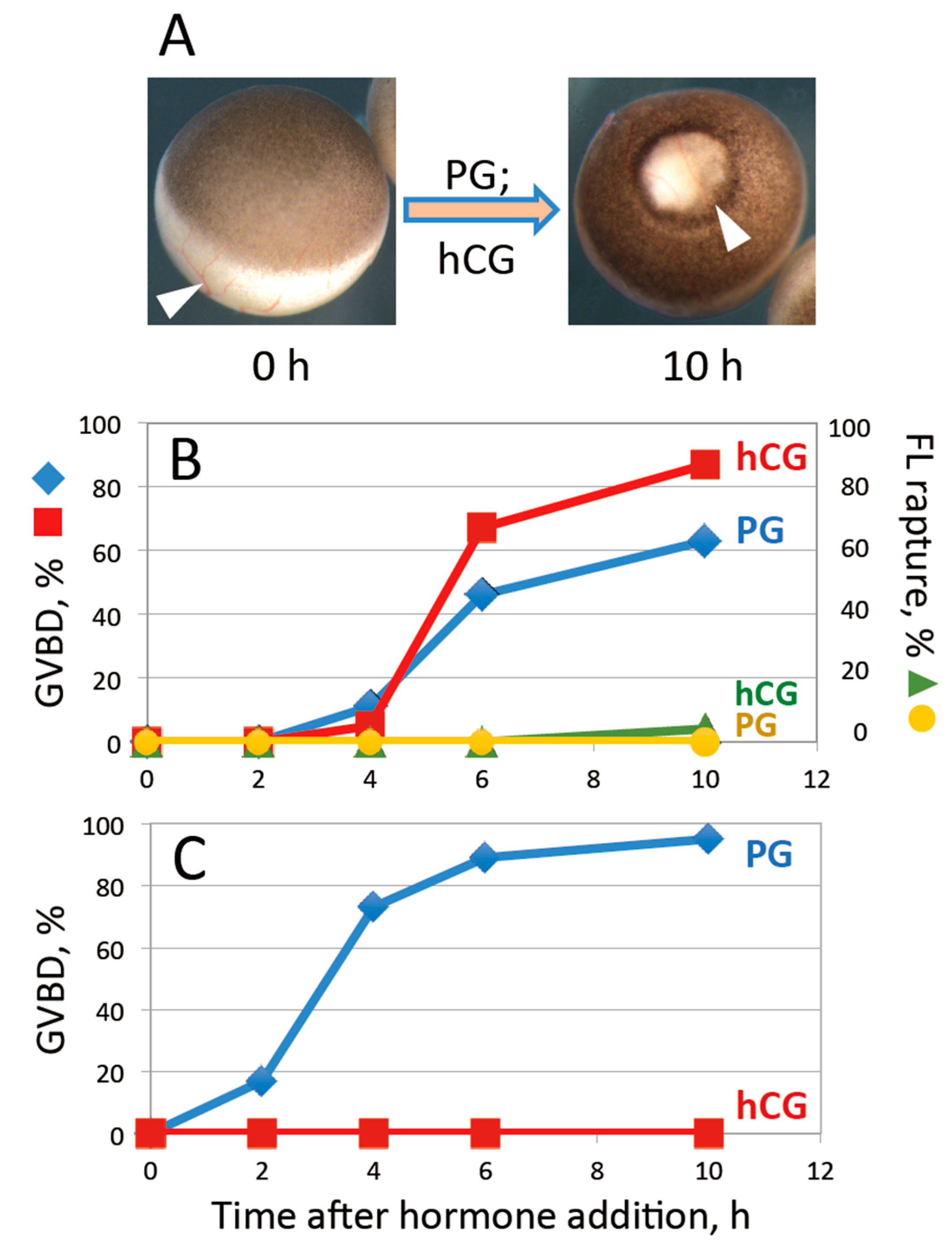Ijms 20 04766 g001 Ijms 20 04766 g001
