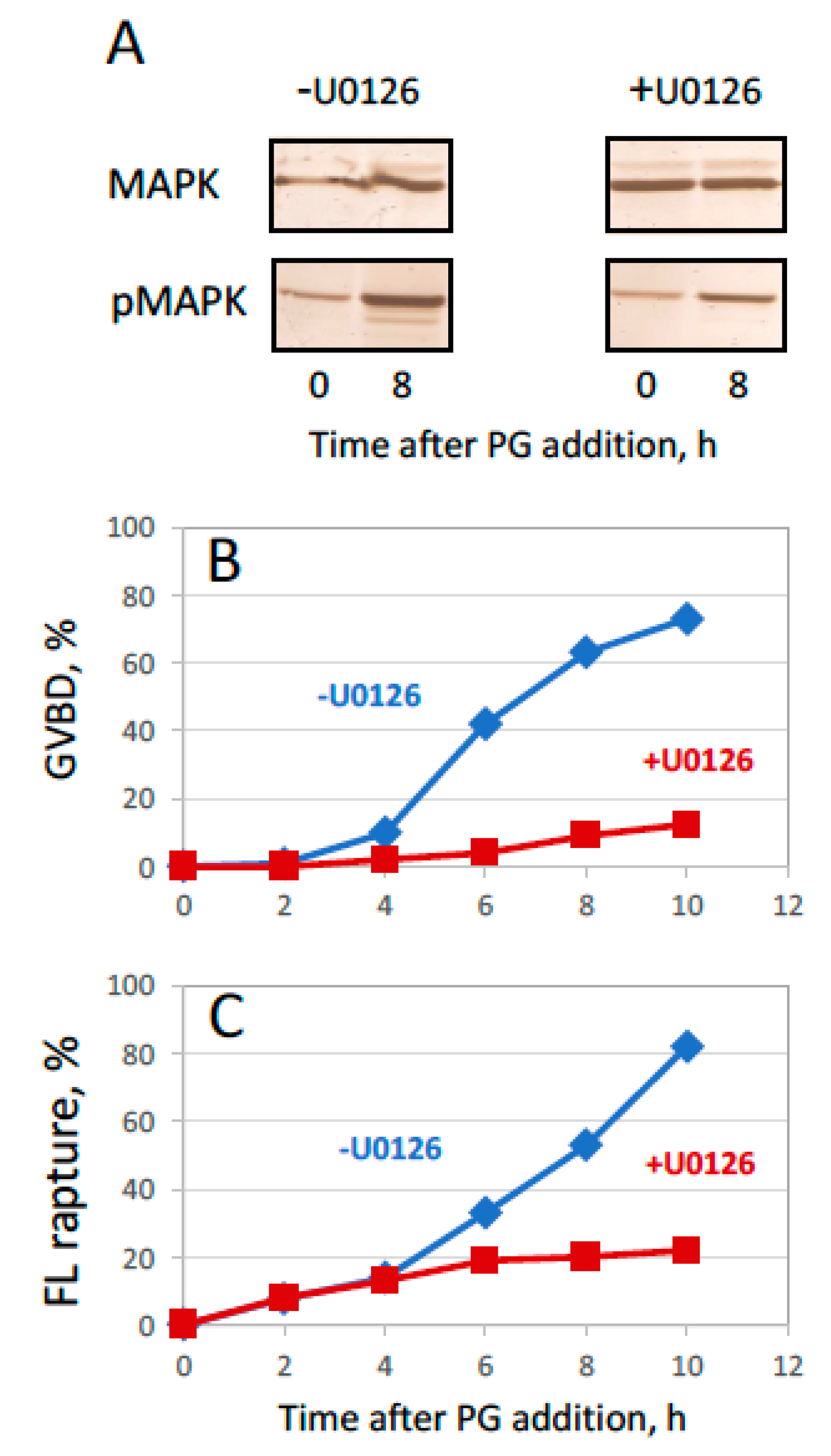 Ijms 20 04766 g006 Ijms 20 04766 g006