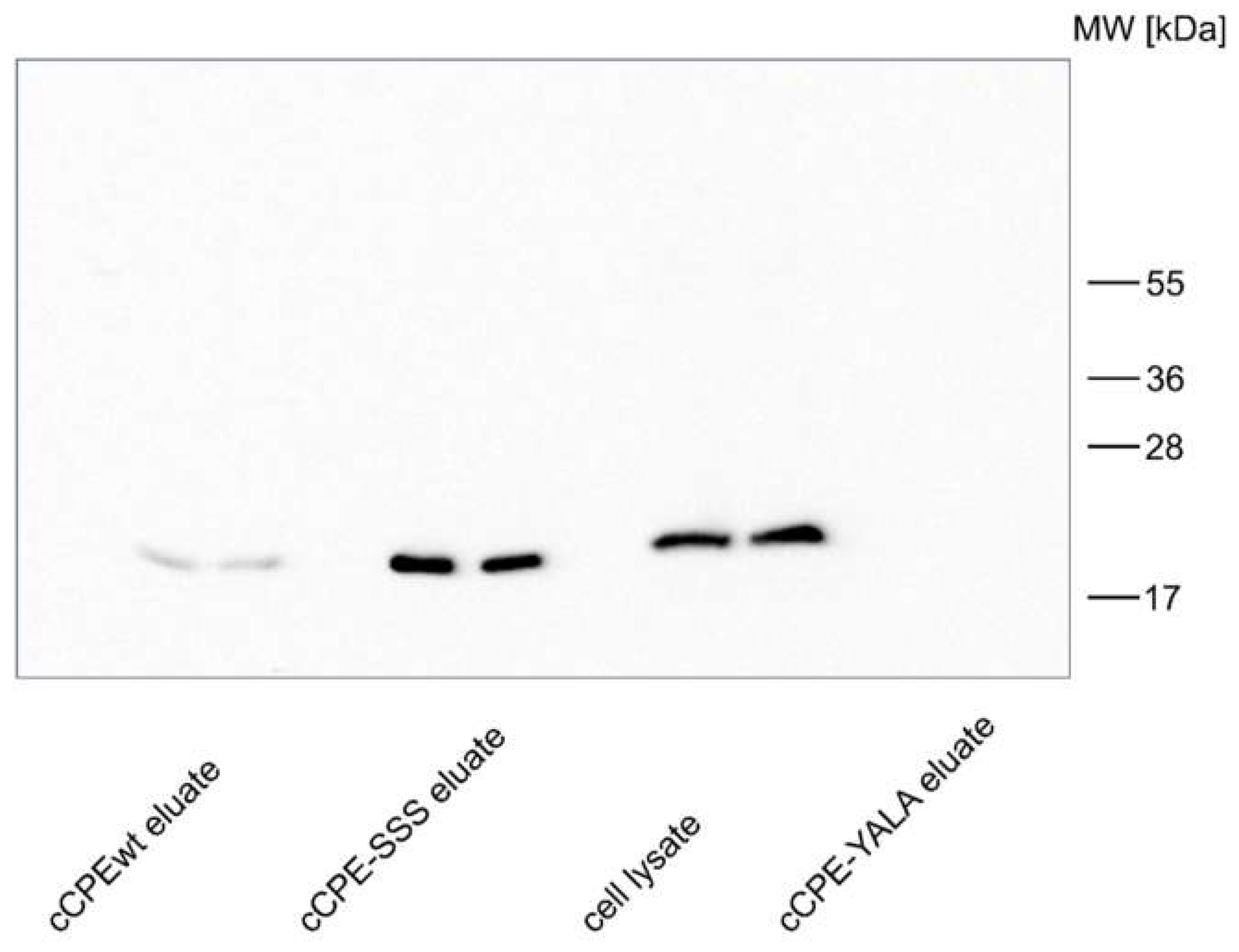 Ijms Free Full Text Use Of Modified Clostridium Perfringens Enterotoxin Fragments For Claudin Targeting In Liver And Skin Cells Html