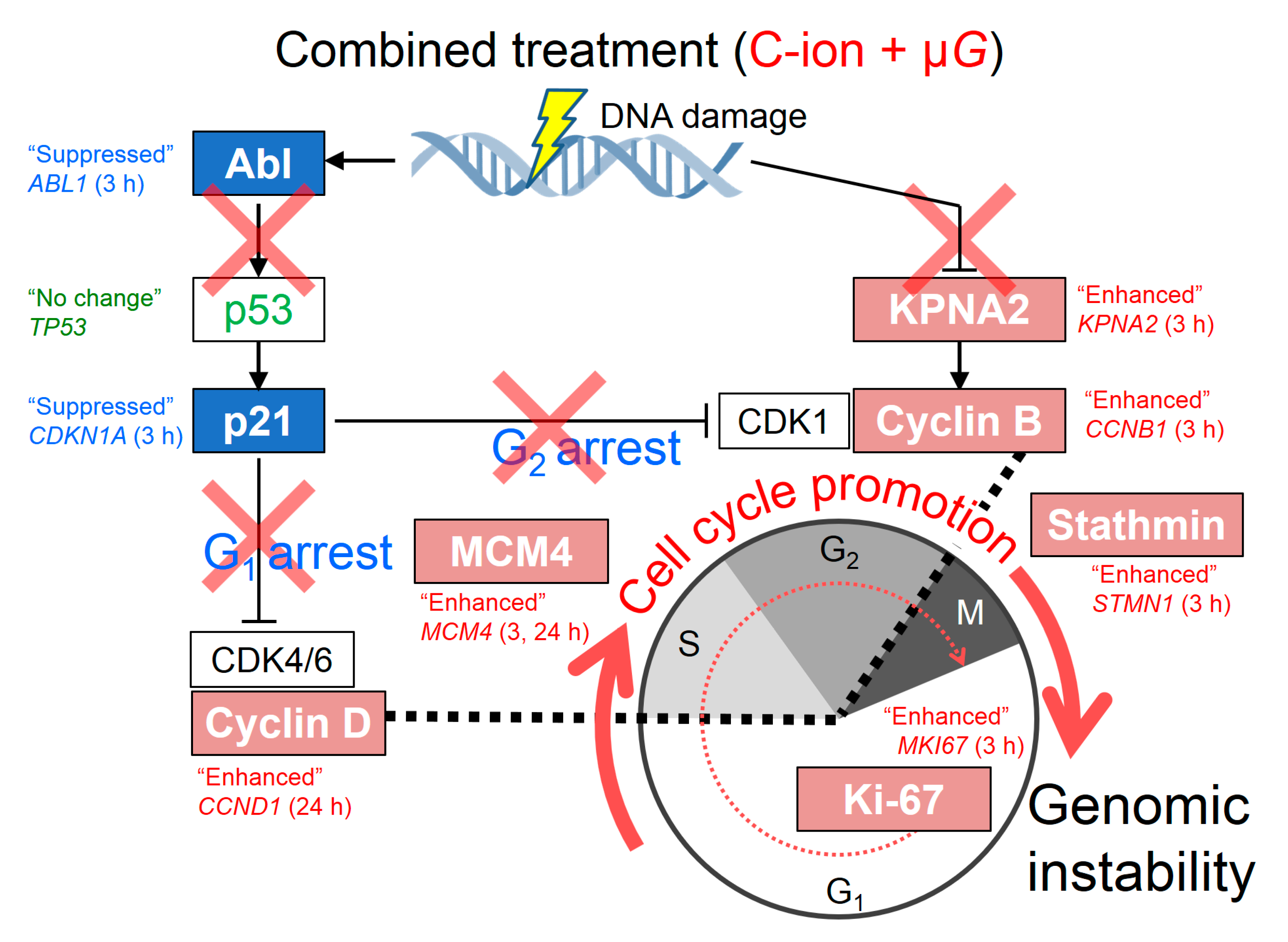 Ijms 20 04791 g004 Ijms 20 04791 g004