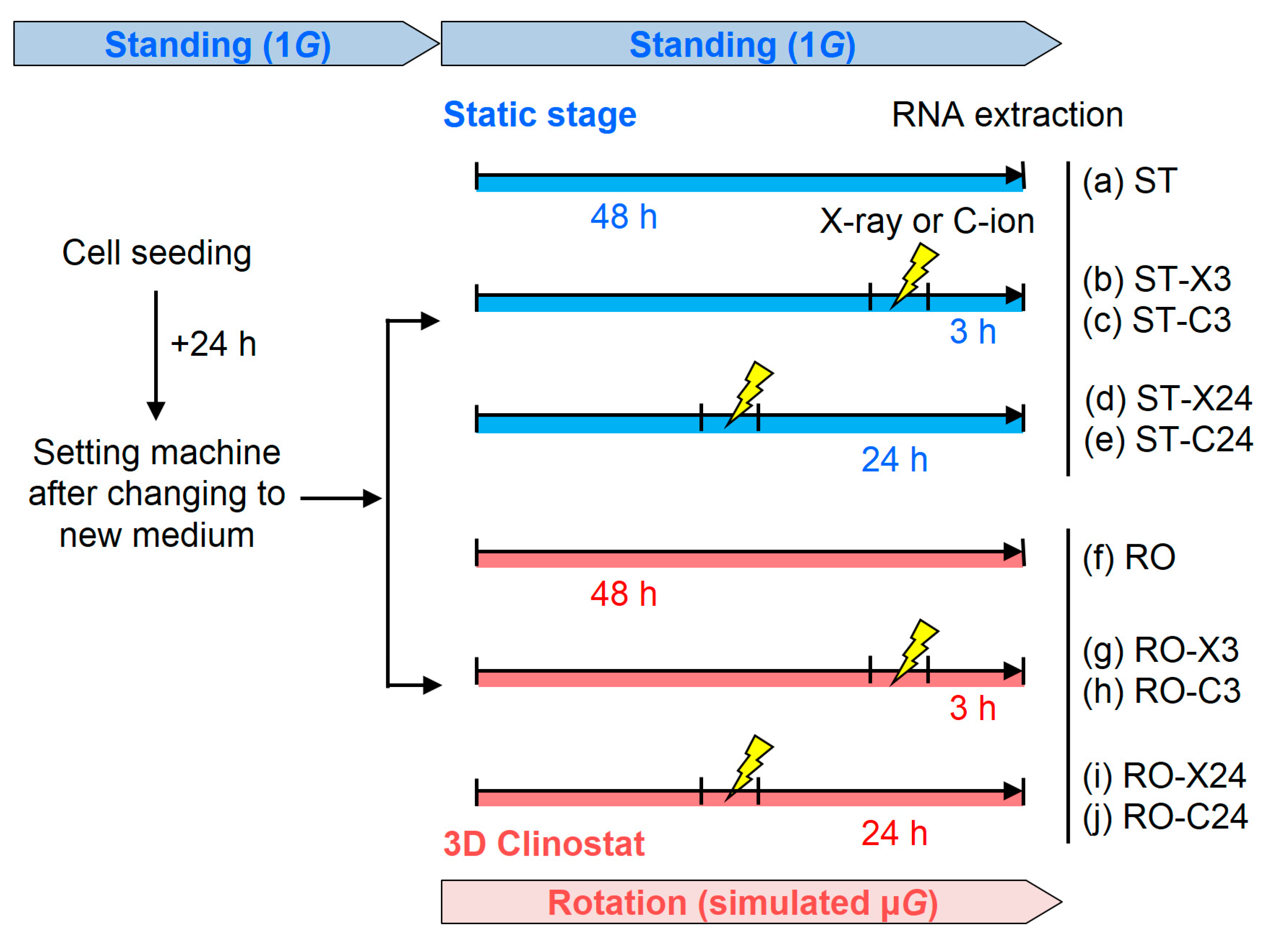 Ijms Free Full Text Expression Profile Of Cell Cycle Related Genes In Human Fibroblasts Exposed Simultaneously To Radiation And Simulated Microgravity Html