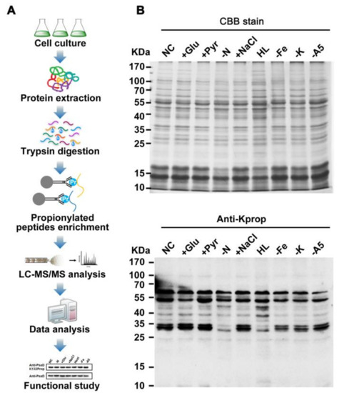 IJMS | Free Full-Text | Lysine Propionylation is a Widespread Post 
