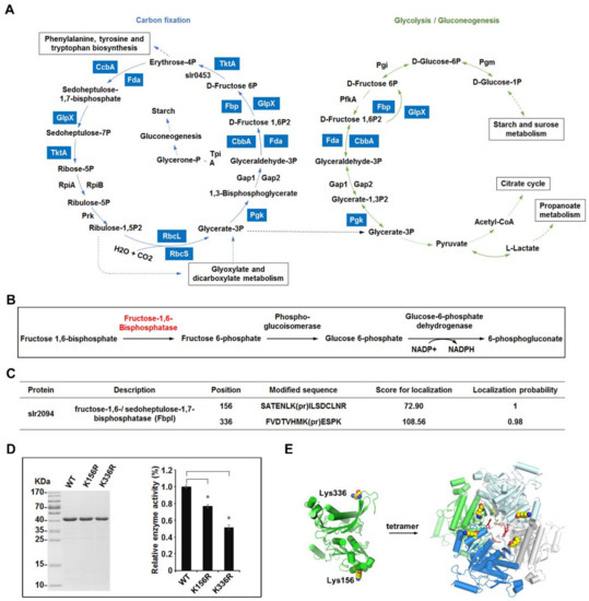 Lysine Propionylation is a Widespread Post-Translational