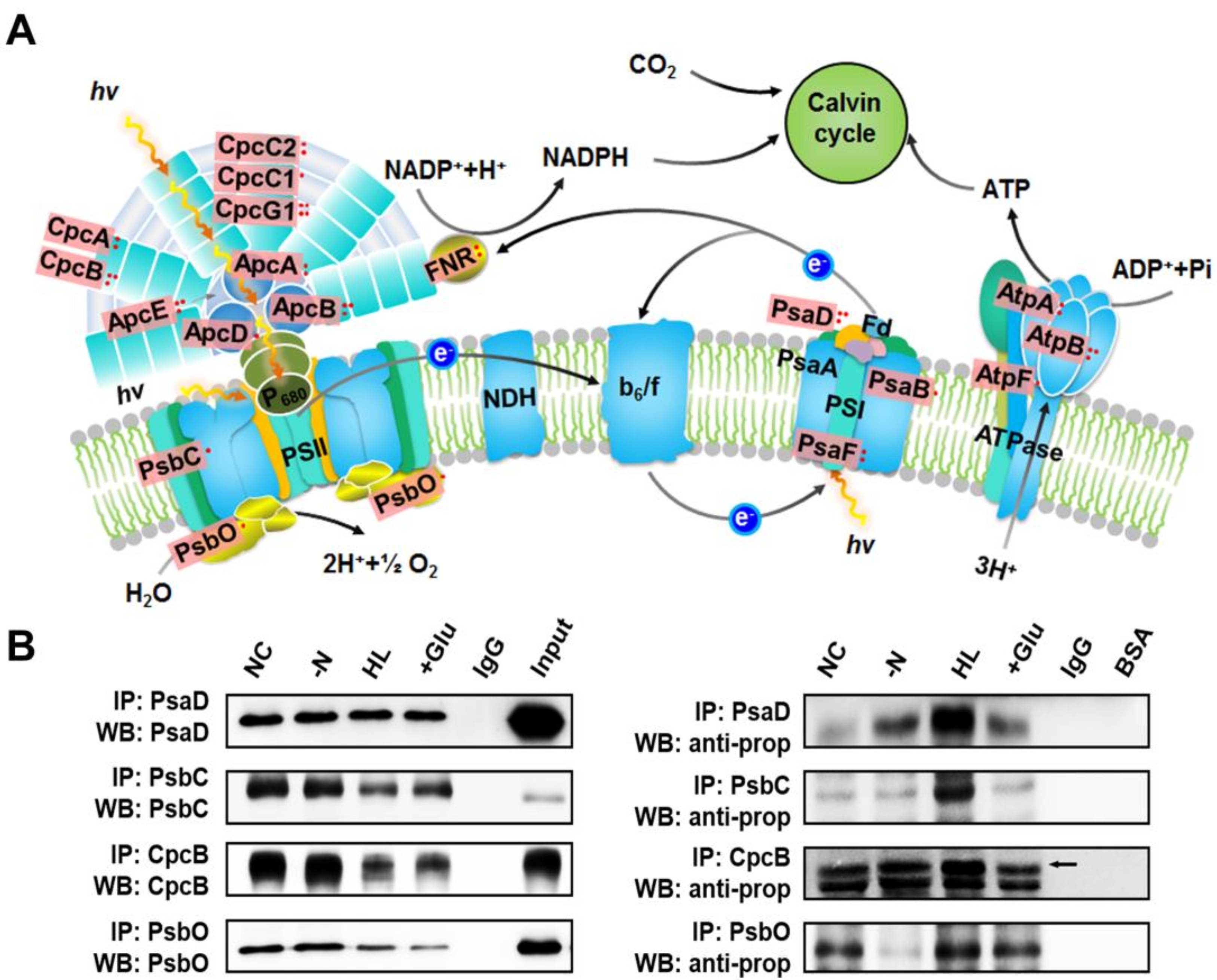 【高知インター店】 Propionylation Lysine is Post-Translational Widespread a ジャケット・アウター