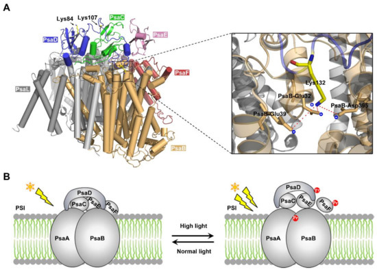Lysine Propionylation is a Widespread Post-Translational