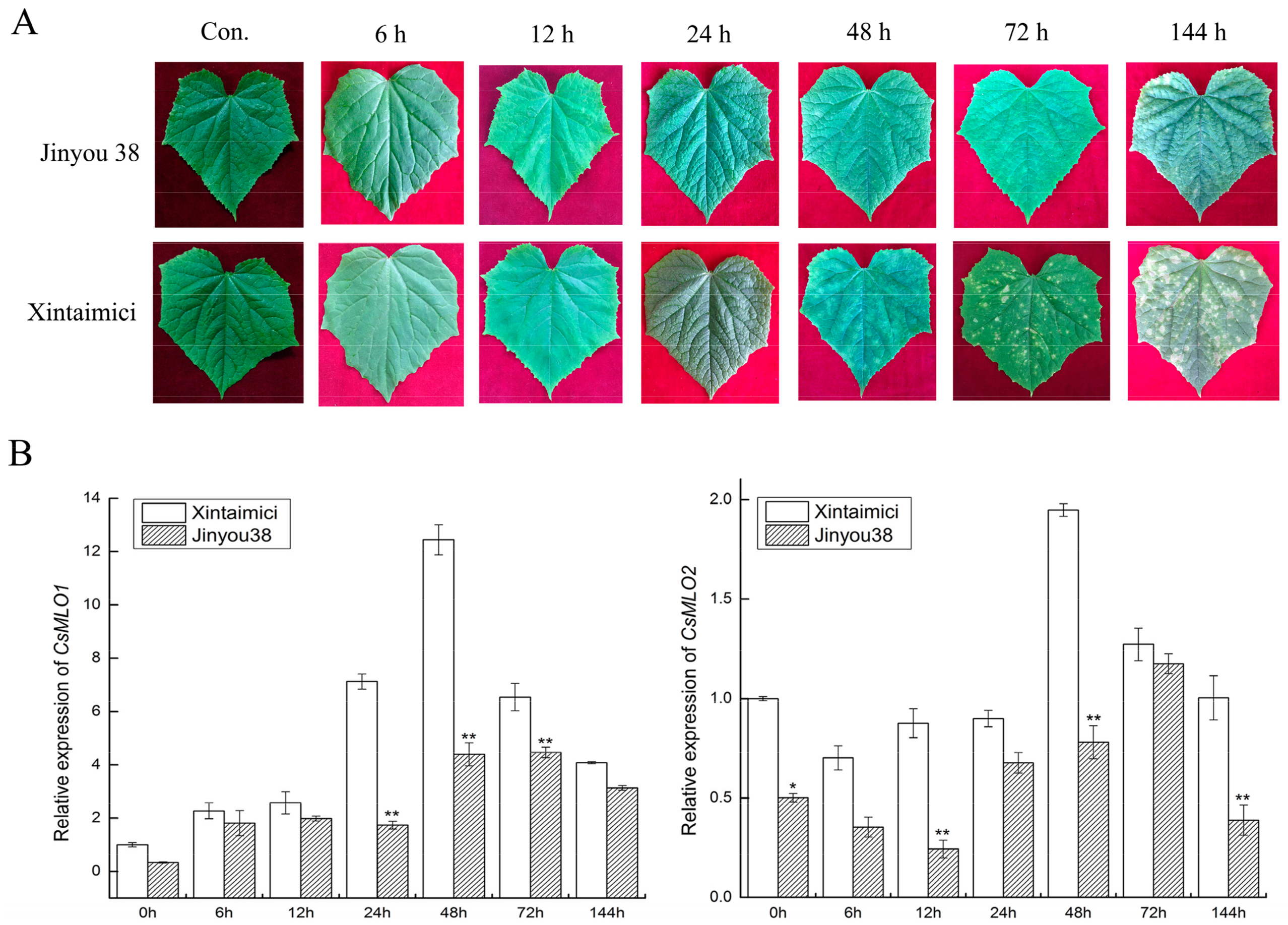 Ijms 20 04793 g002 Ijms 20 04793 g002