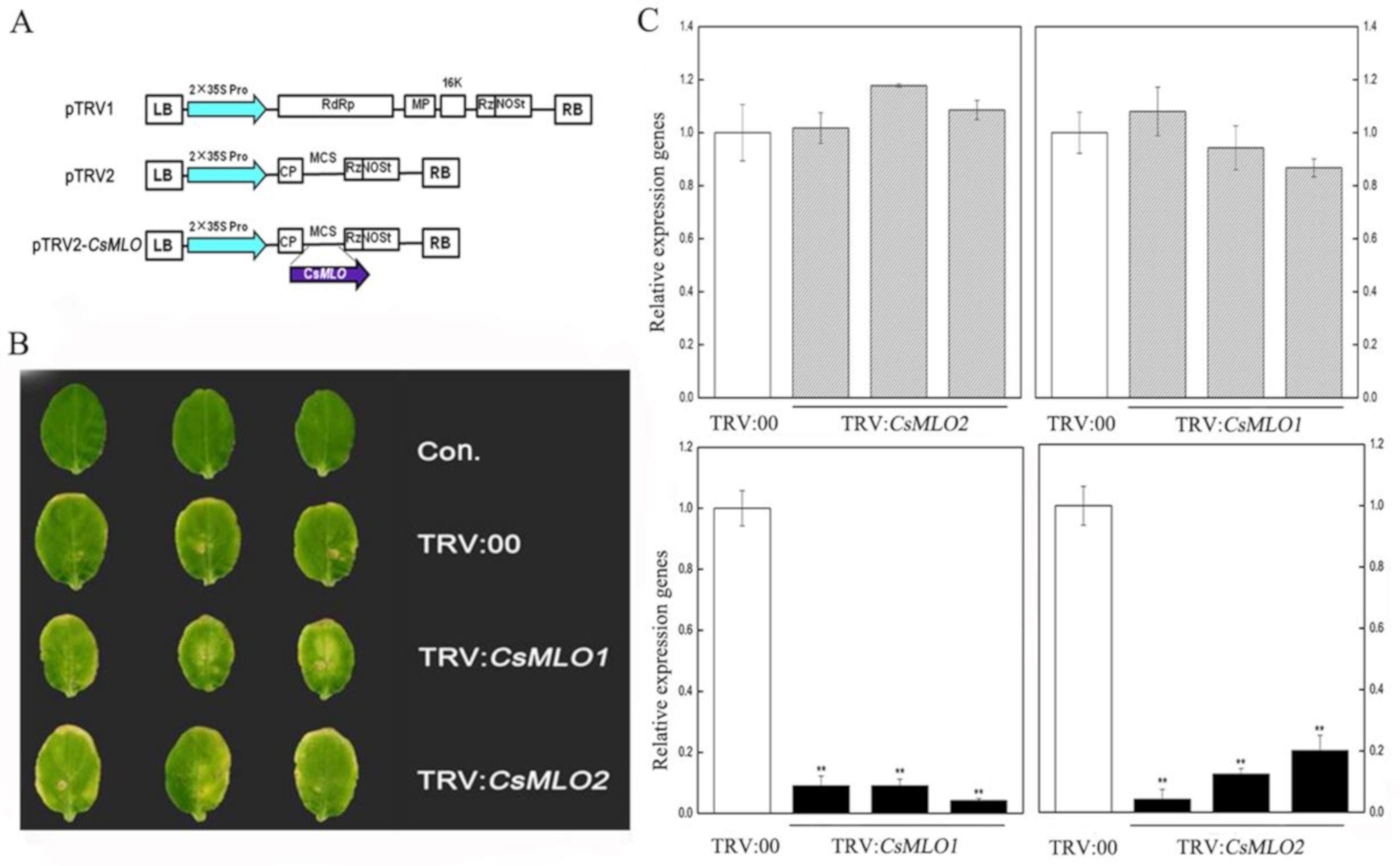 Ijms 20 04793 g003 Ijms 20 04793 g003