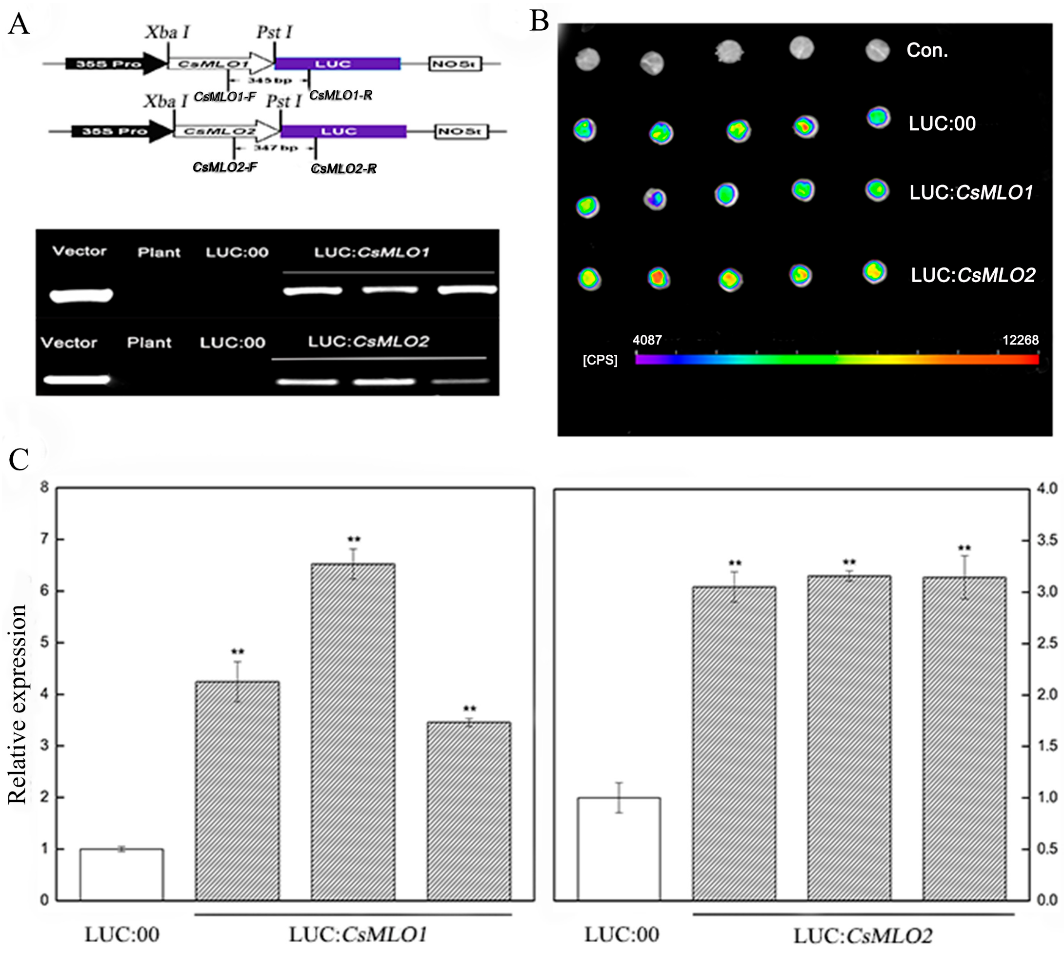 Ijms 20 04793 g005 Ijms 20 04793 g005