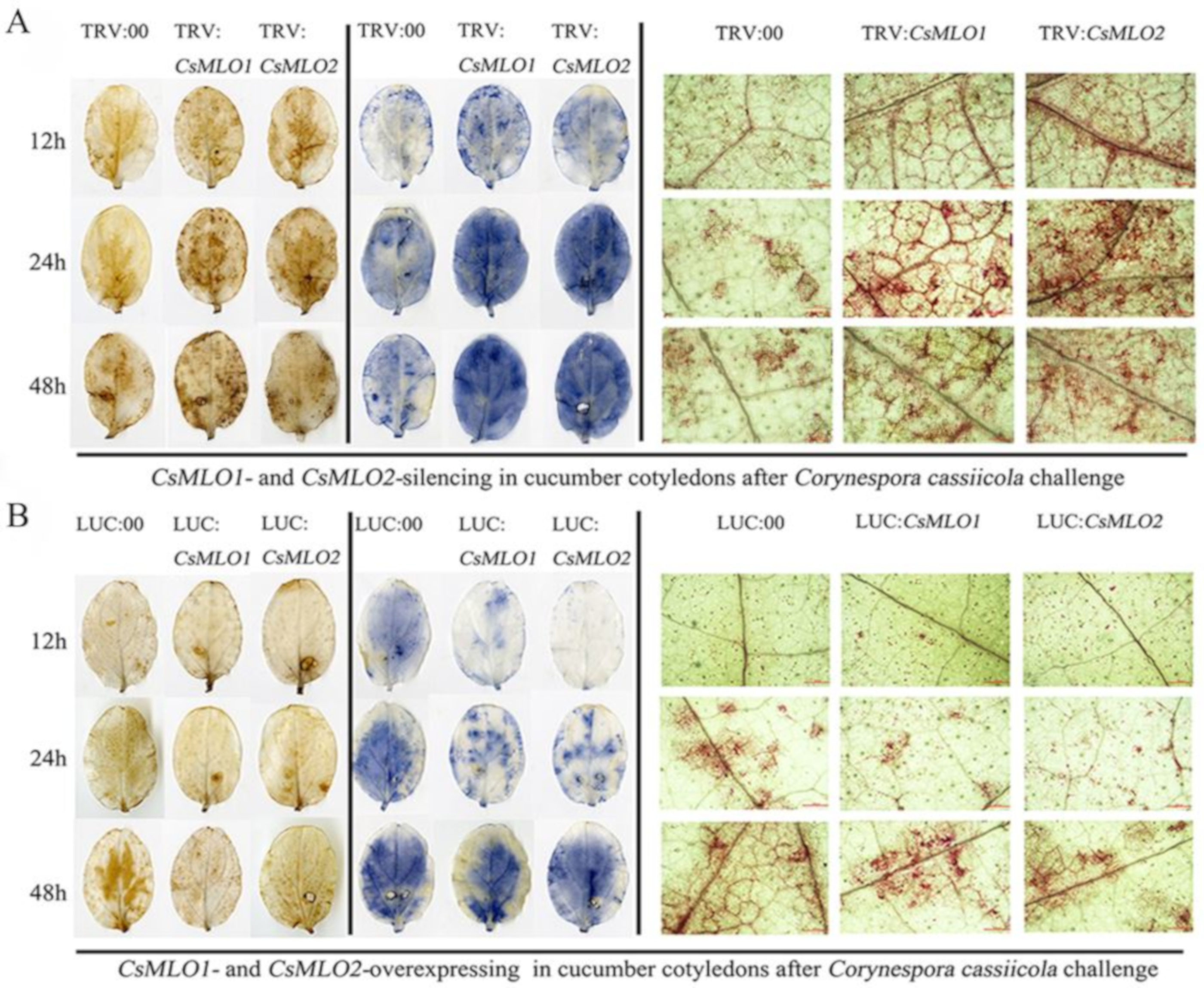 Ijms 20 04793 g007 Ijms 20 04793 g007