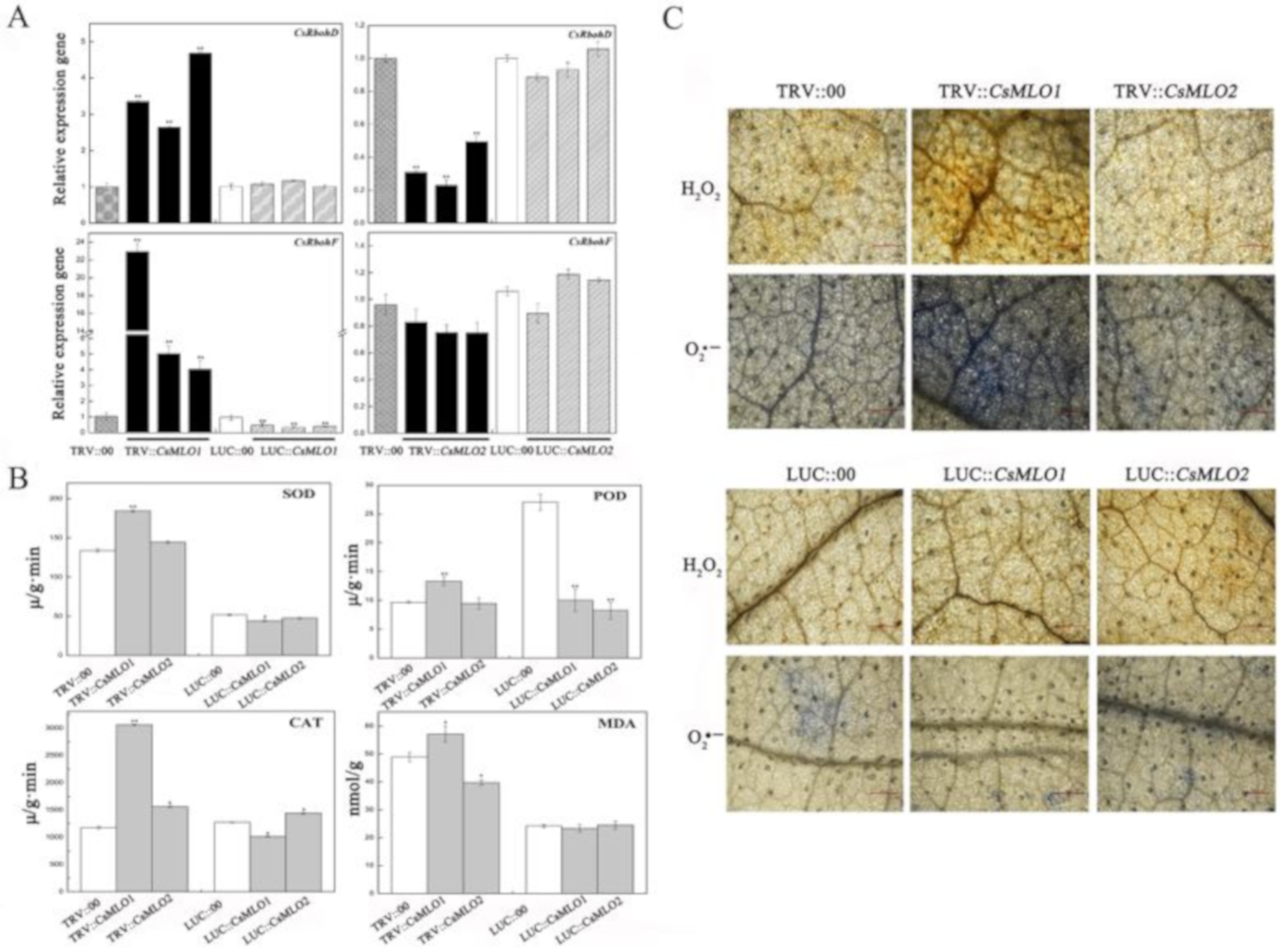 Ijms 20 04793 g009 Ijms 20 04793 g009