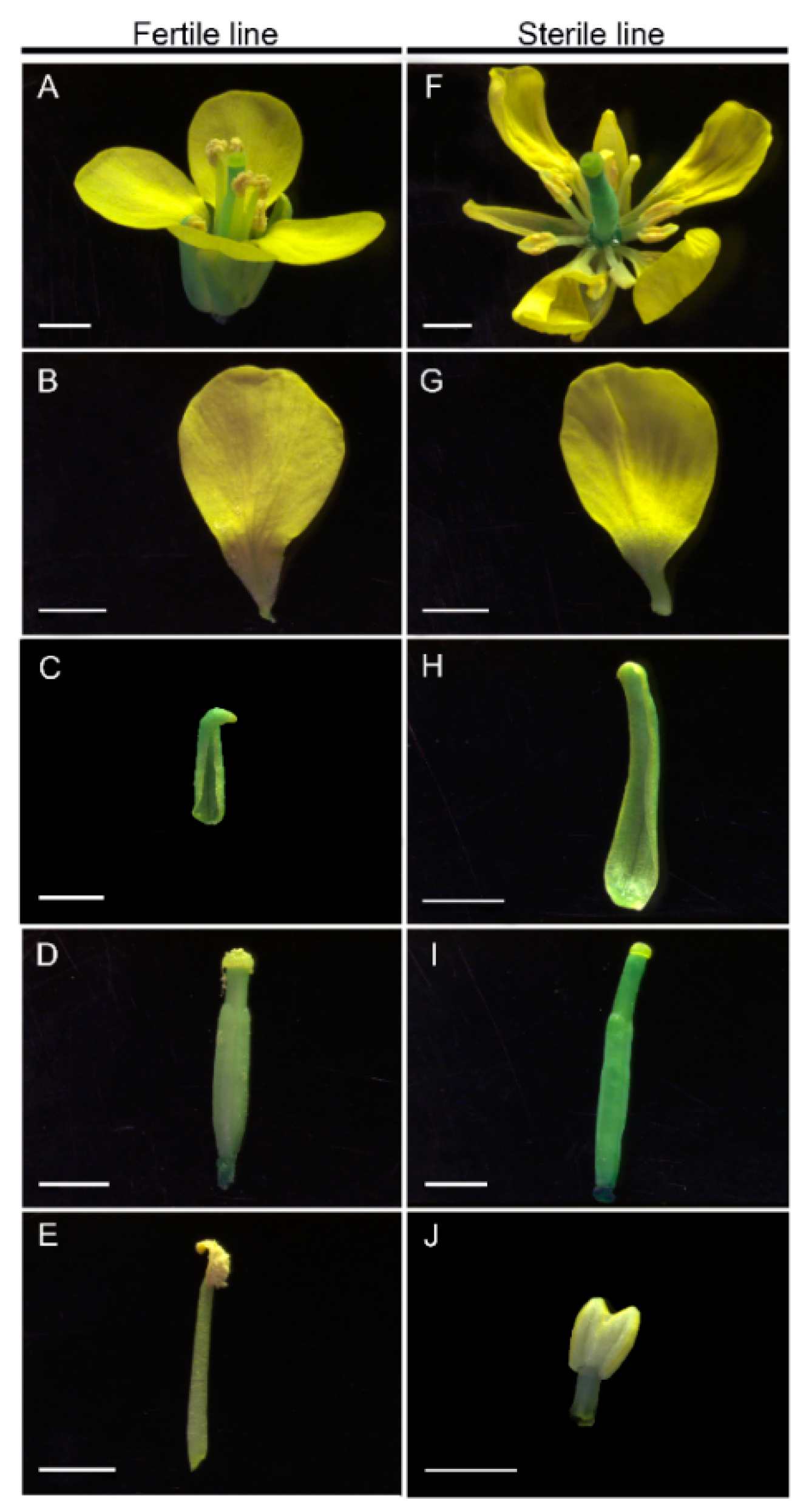 Ijms 20 04808 g001