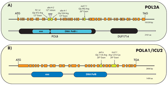 In-Situ Growth of Self-Reduction MXene/AuNP-Decorated CNT