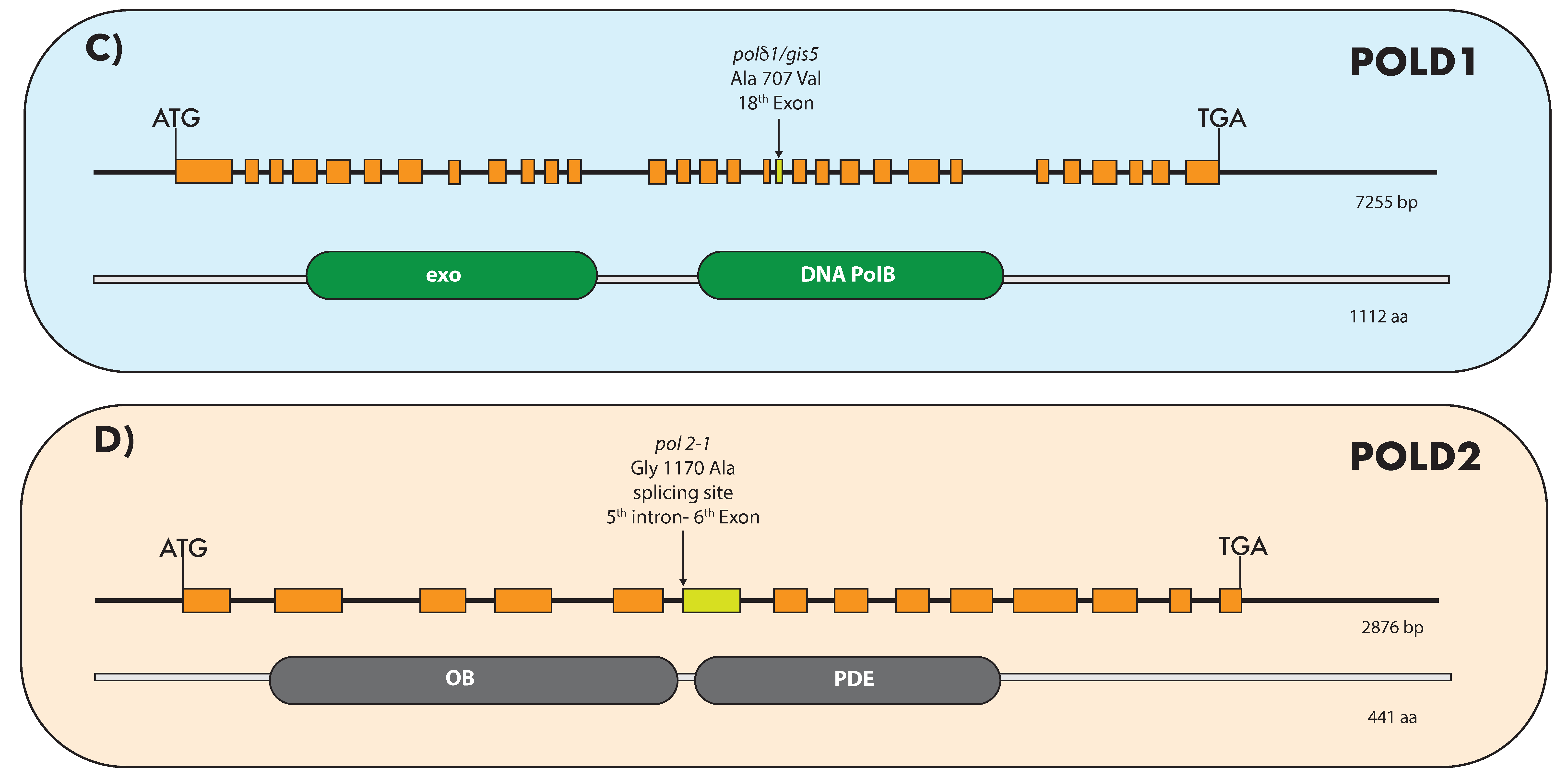 IJMS | Free Full-Text | Plant DNA Polymerases
