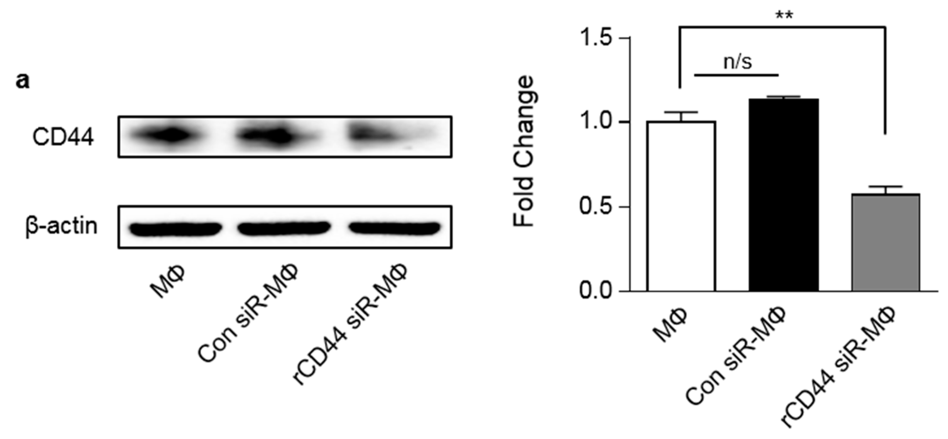 Ijms 20 04815 g002a