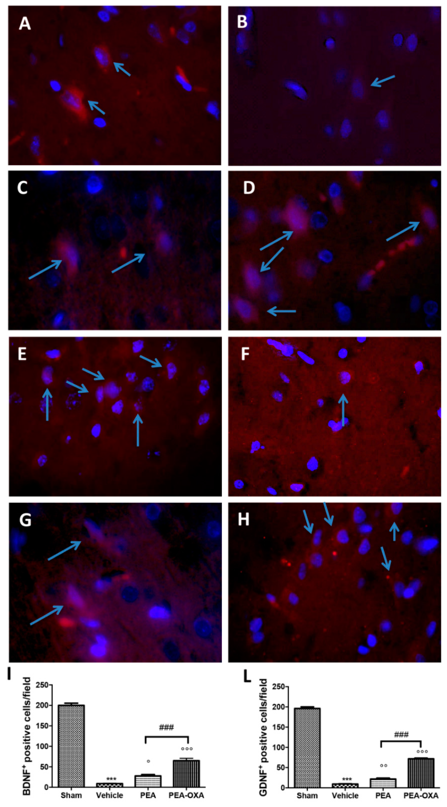 Ijms 20 04845 g008 Ijms 20 04845 g008