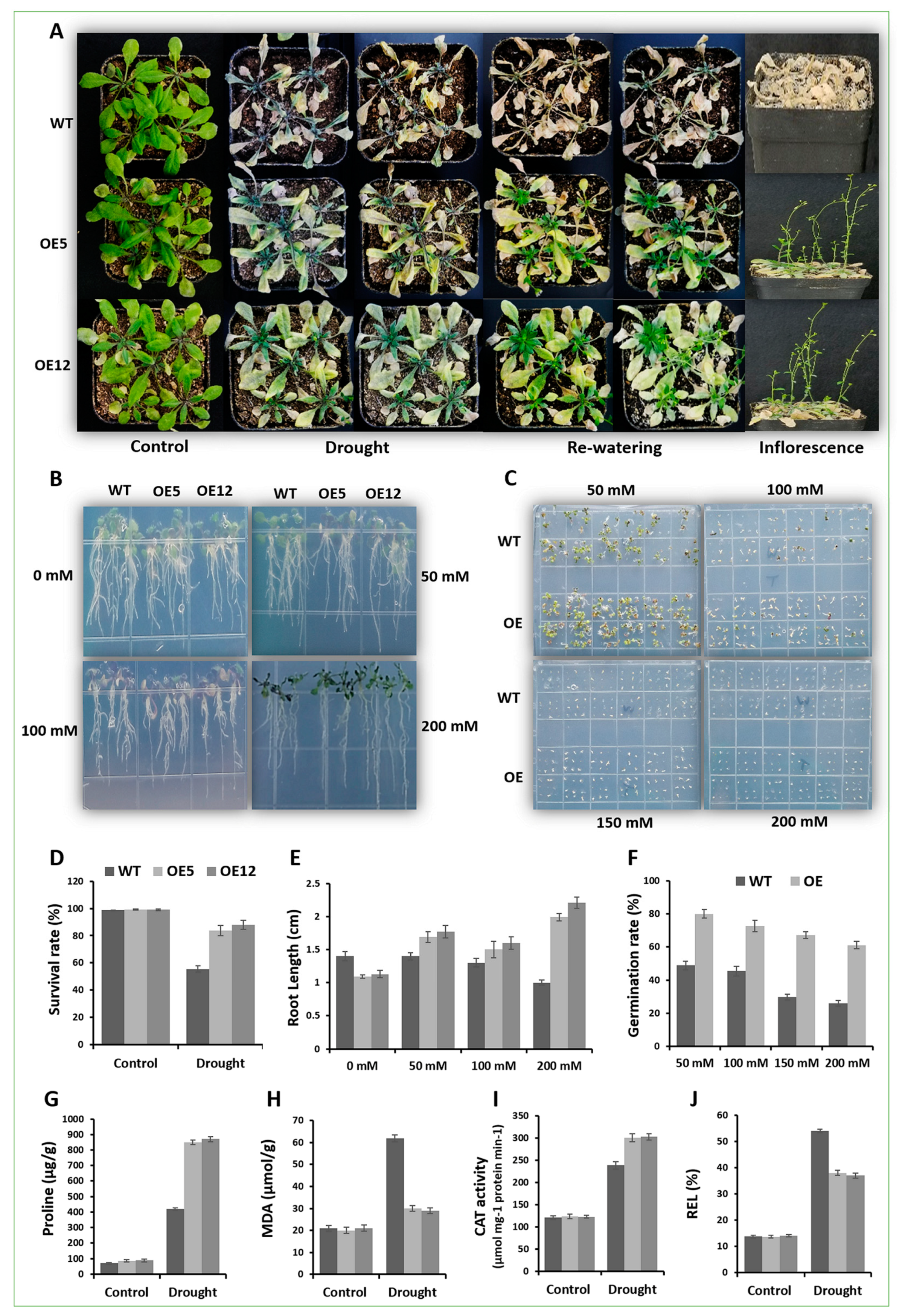 Ijms 20 04849 g005 Ijms 20 04849 g005
