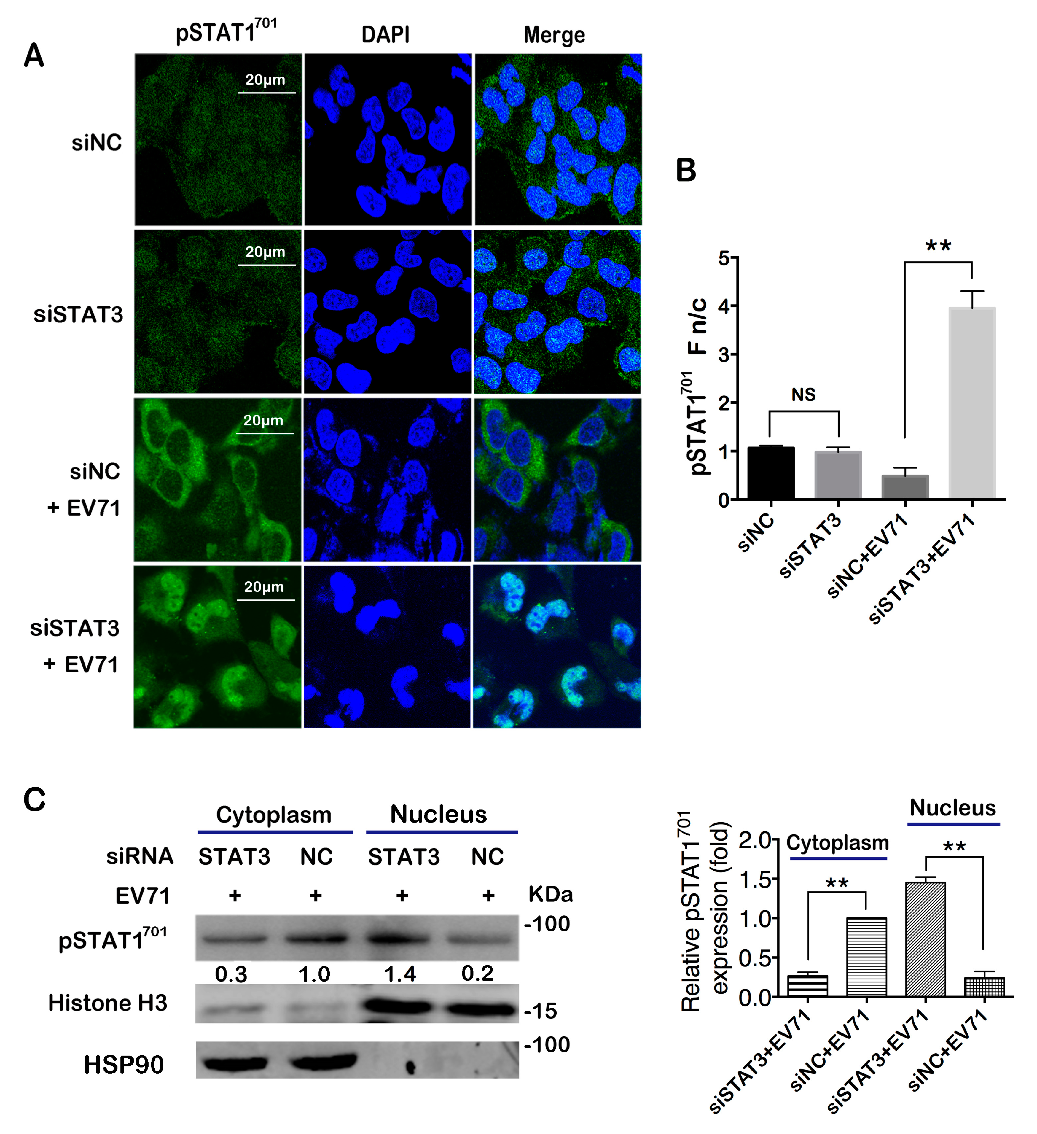 Ijms 20 04870 g005 Ijms 20 04870 g005