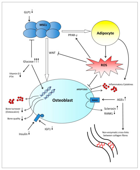 Ijms Free Full Text Impact Of Diabetes Mellitus On Bone Health Html