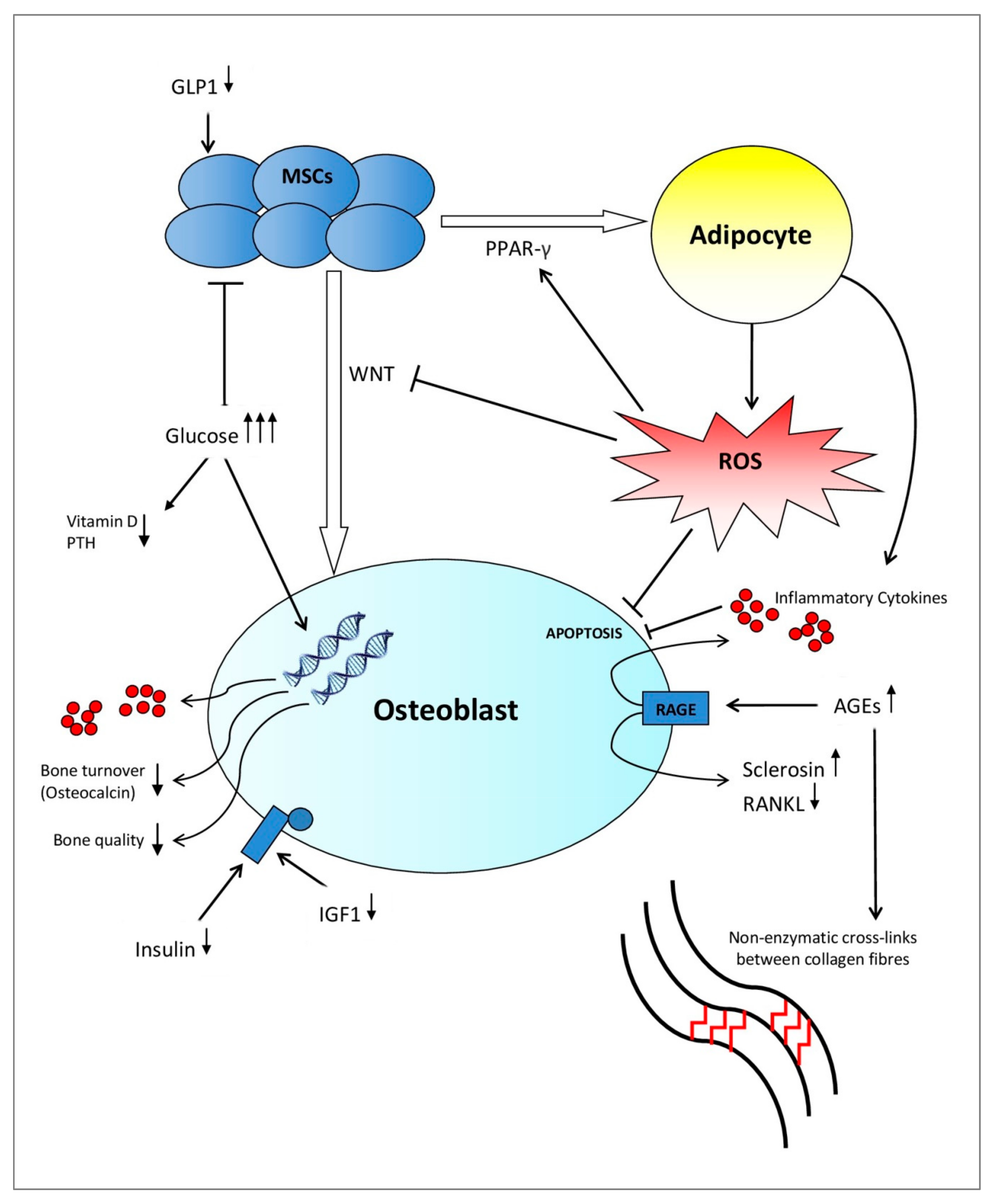 type 1 diabetes and bone metabolism)