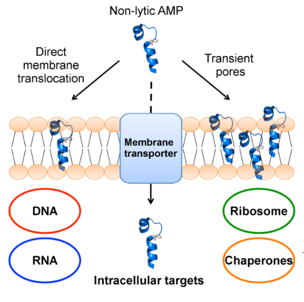 IJMS Free FullText NonLytic Antibacterial Peptides That