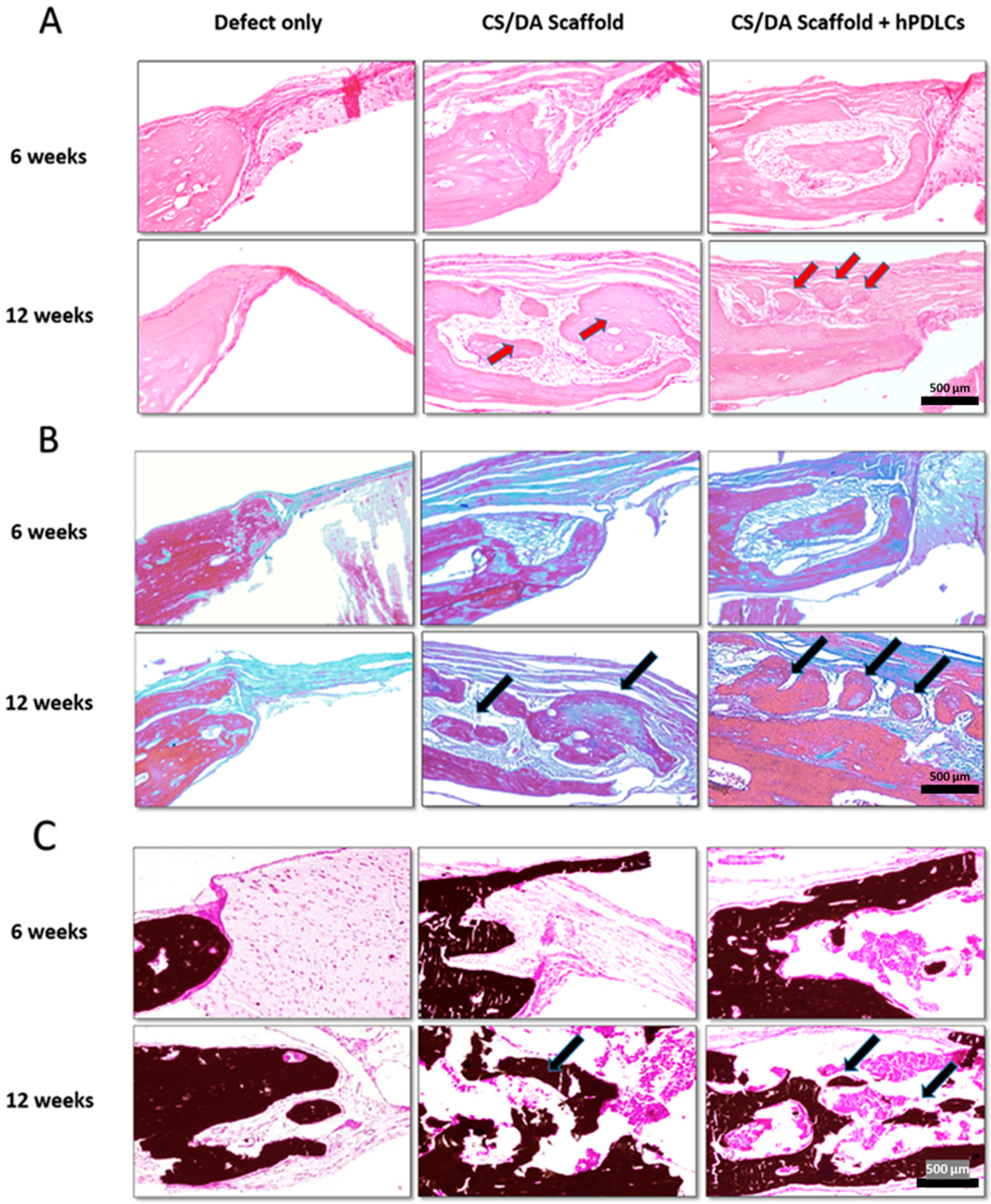 Ijms 20 04883 g005