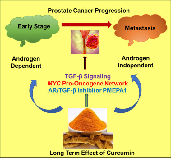 IJMS Free FullText CurcuminGene Expression Response in Hormone
