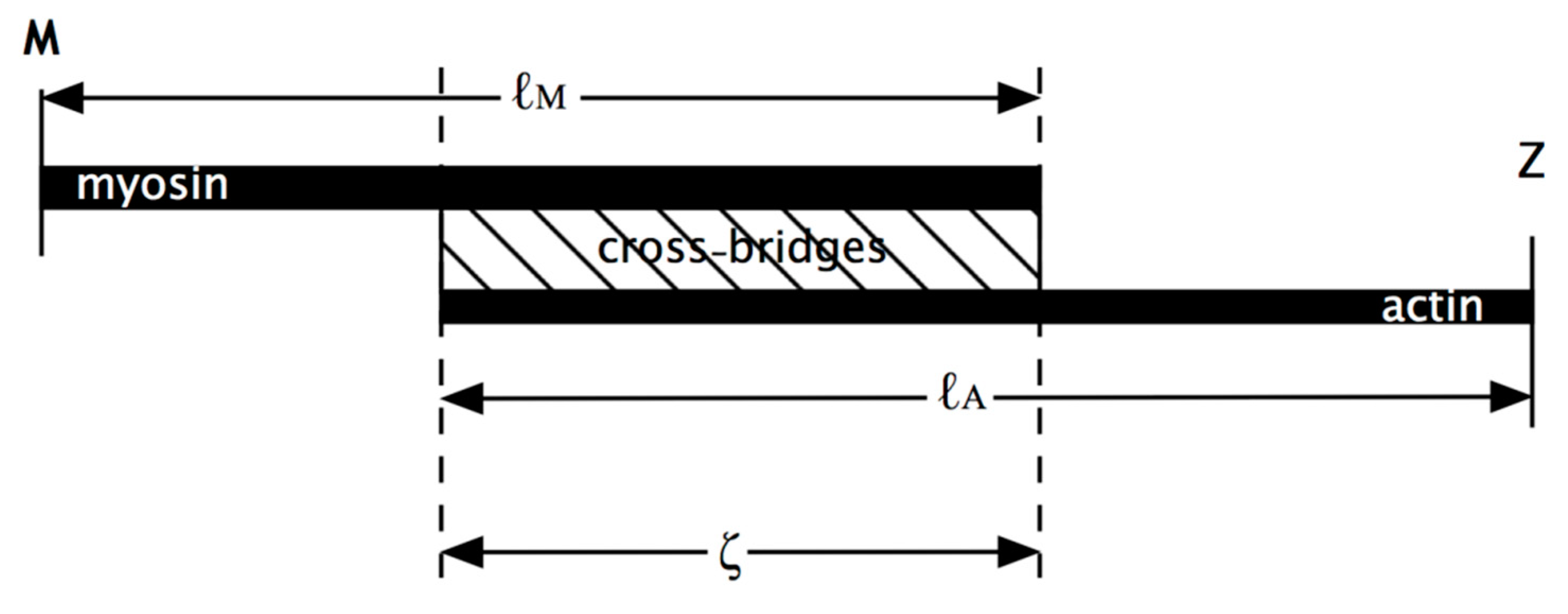 Ijms 20 04892 g0a2