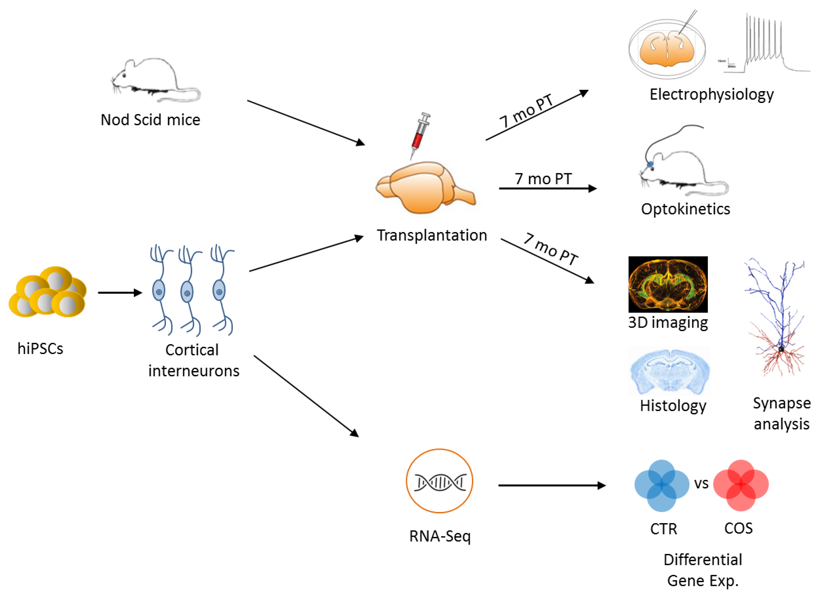 Ijms 20 04896 g004 Ijms 20 04896 g004