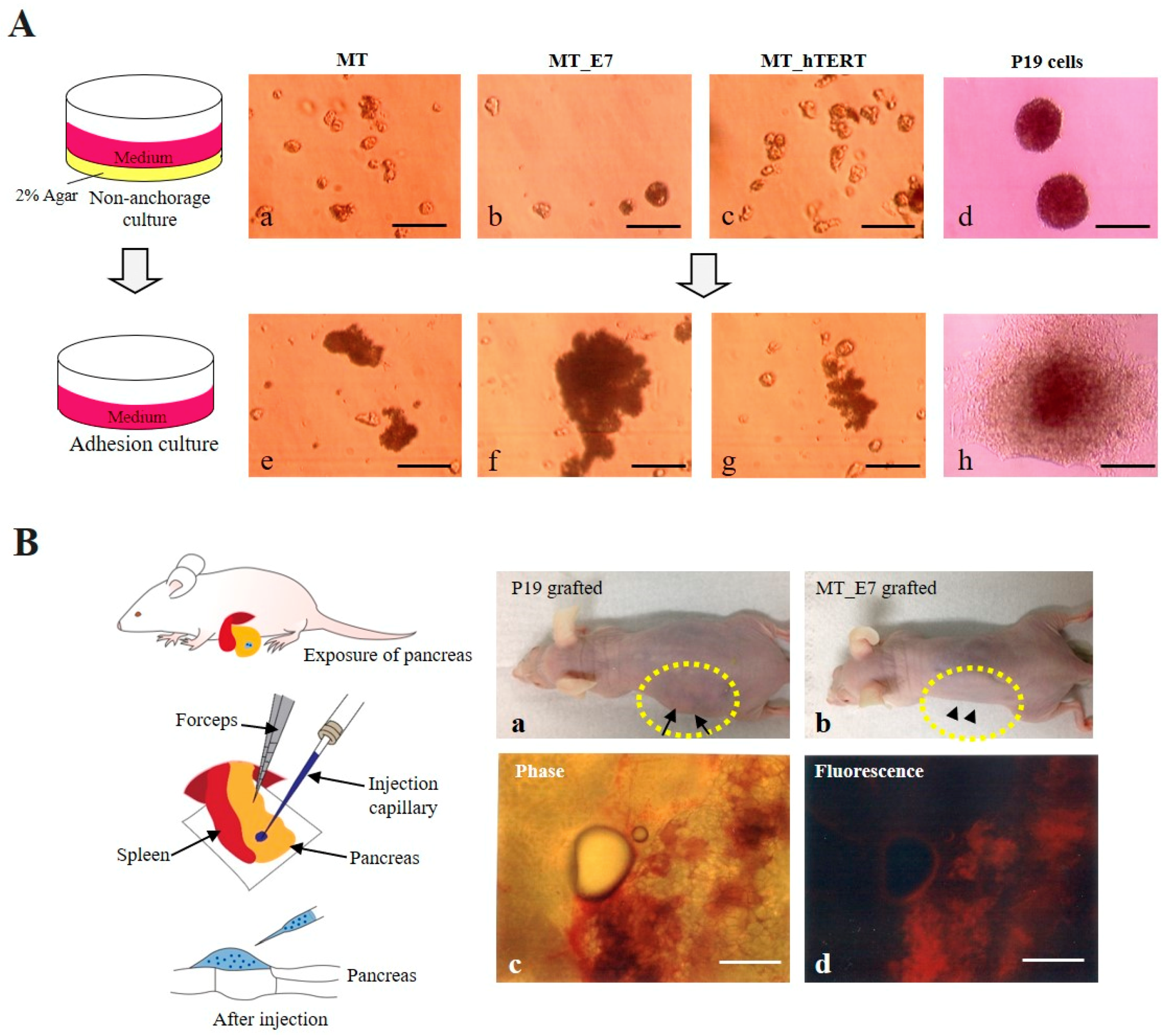 Ijms 20 04904 g004 Ijms 20 04904 g004