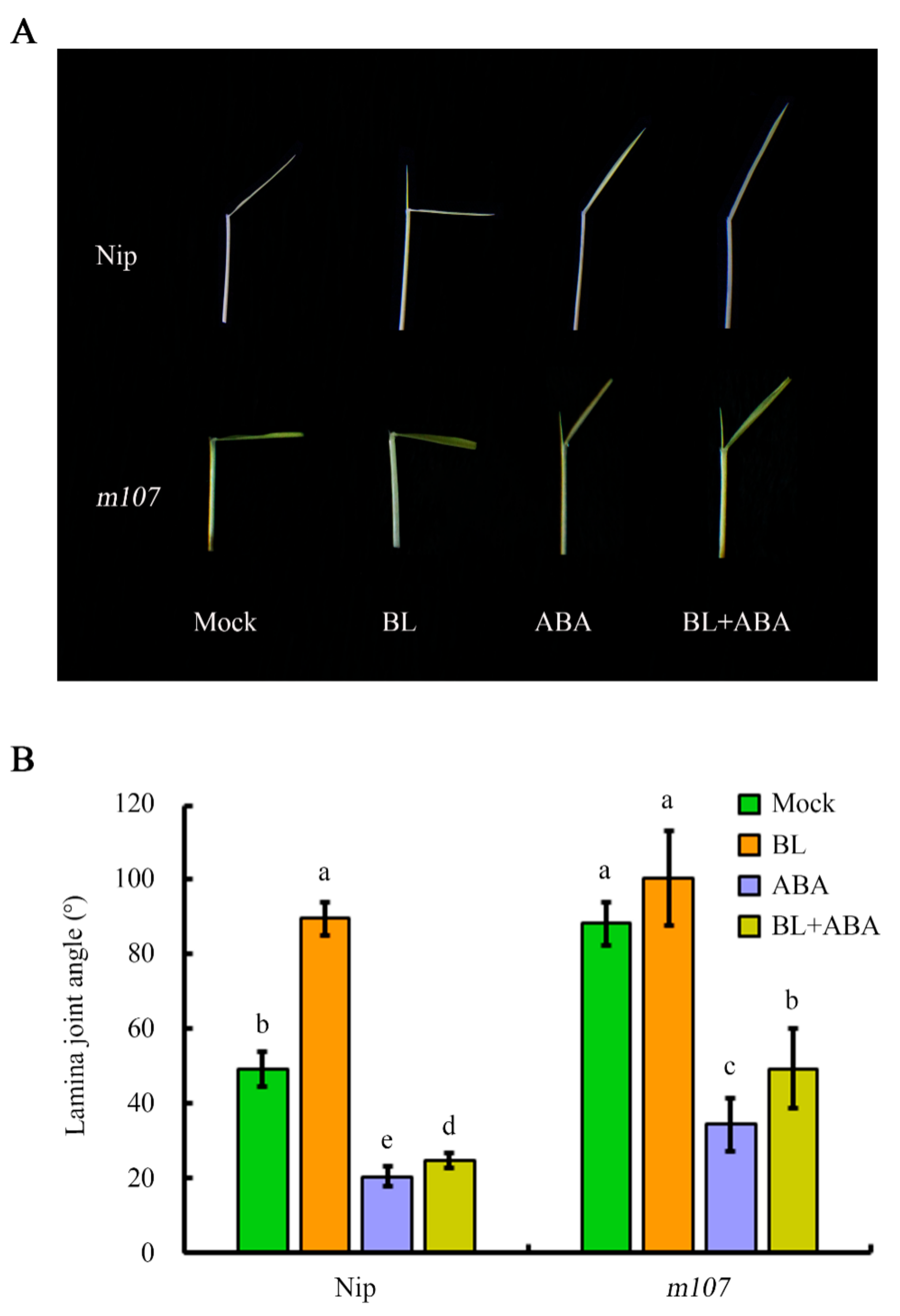 Ijms 20 04908 g003 Ijms 20 04908 g003