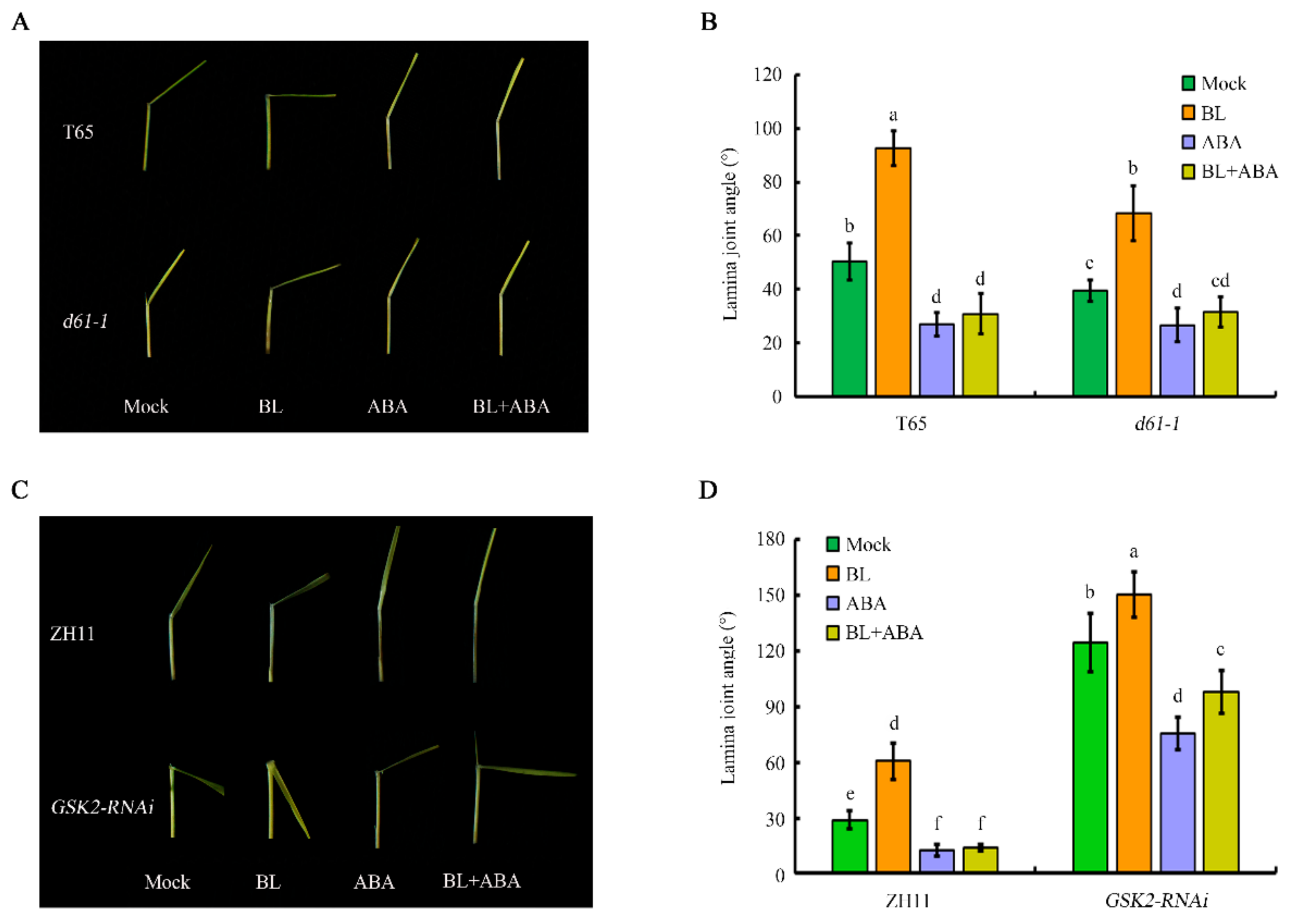 Ijms 20 04908 g007 Ijms 20 04908 g007